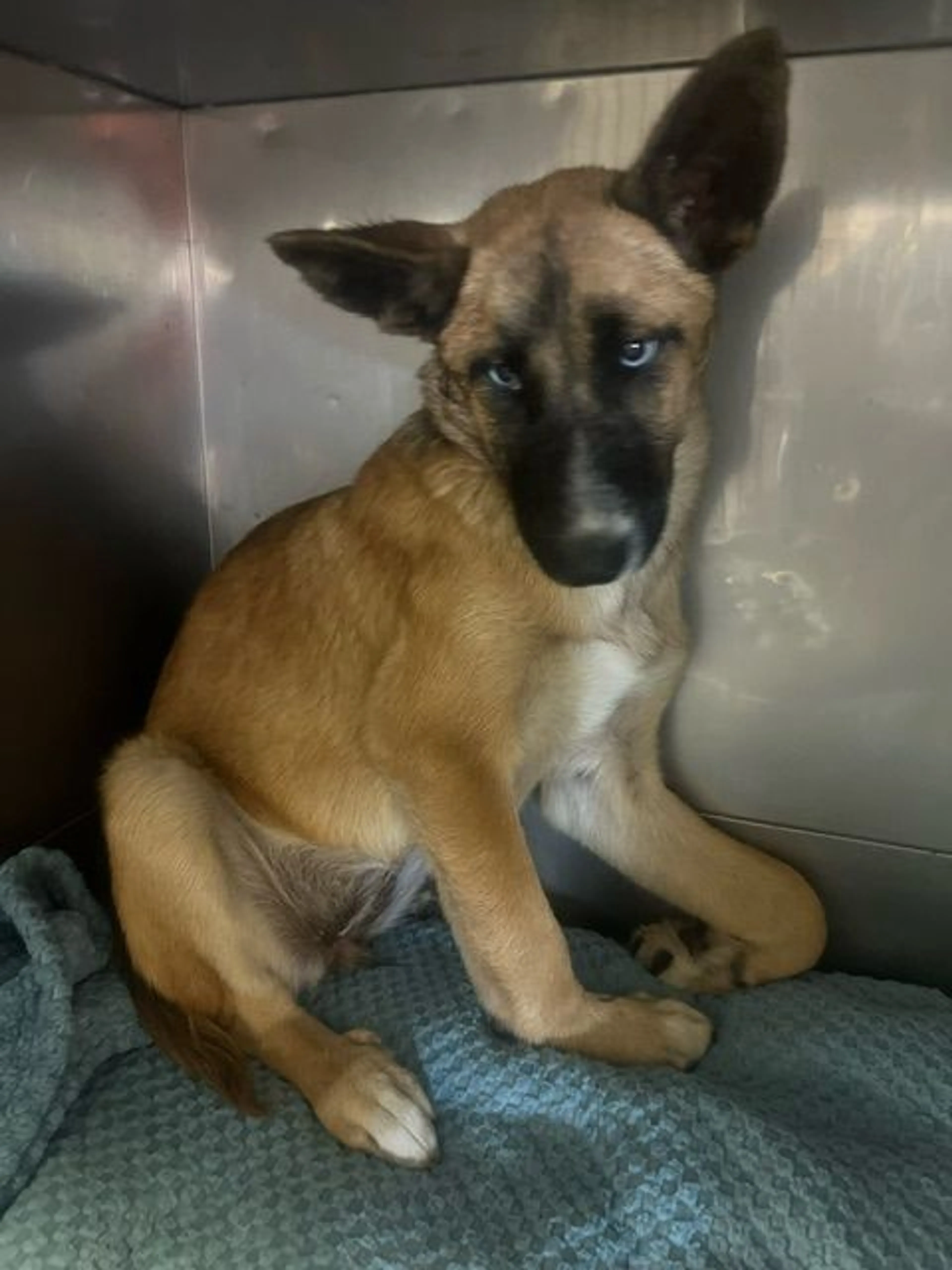 Found pet