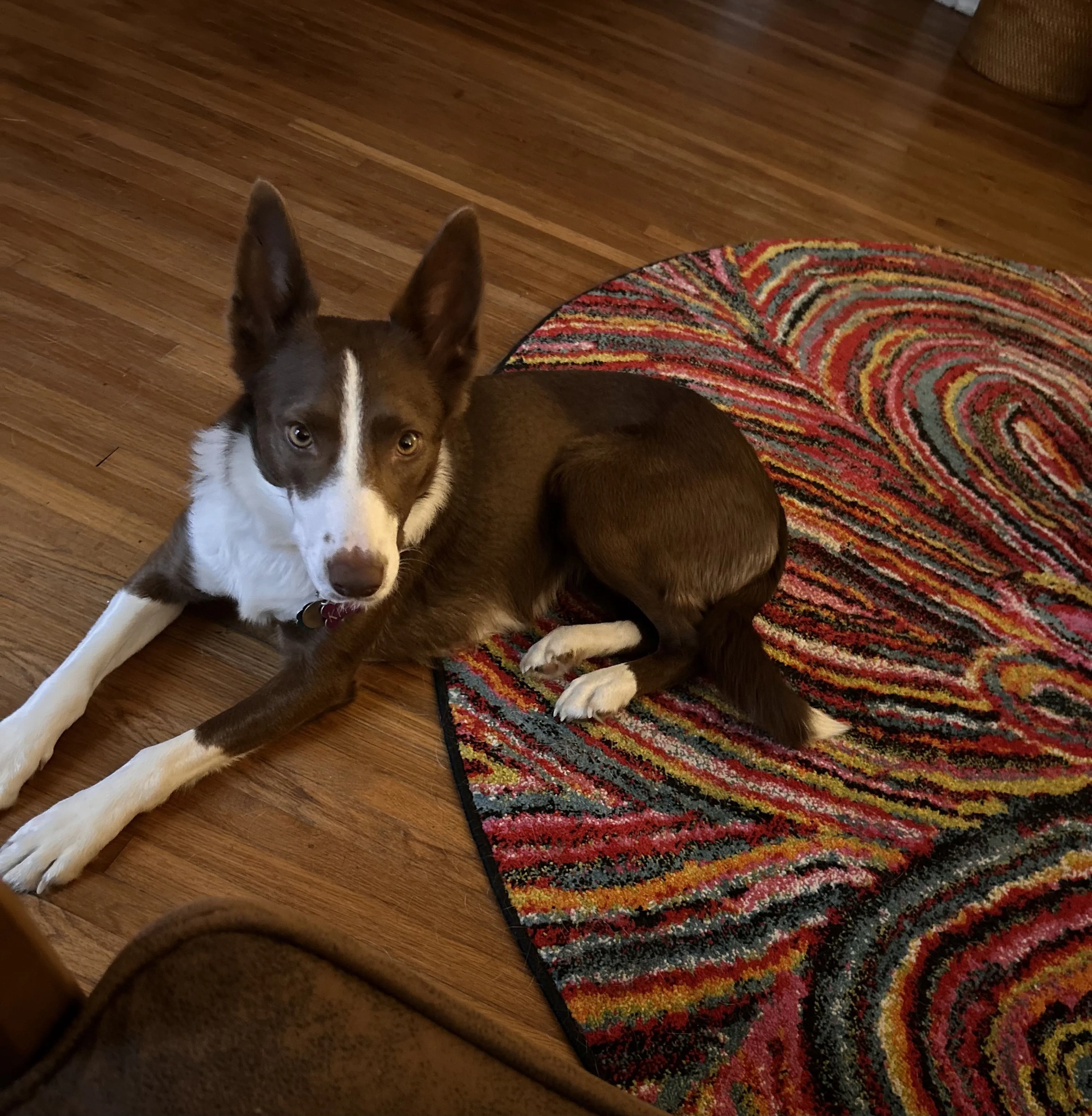 Lost pet