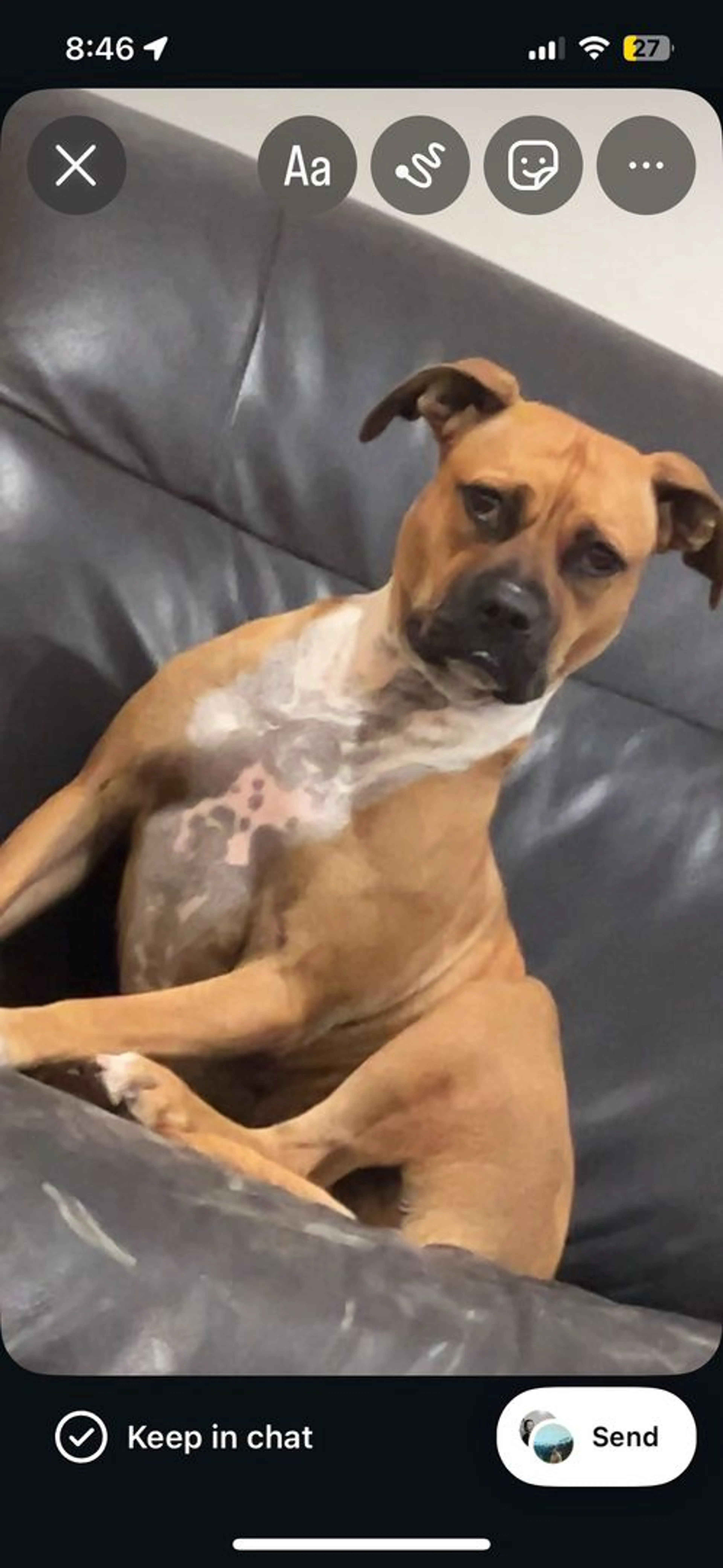 Lost pet