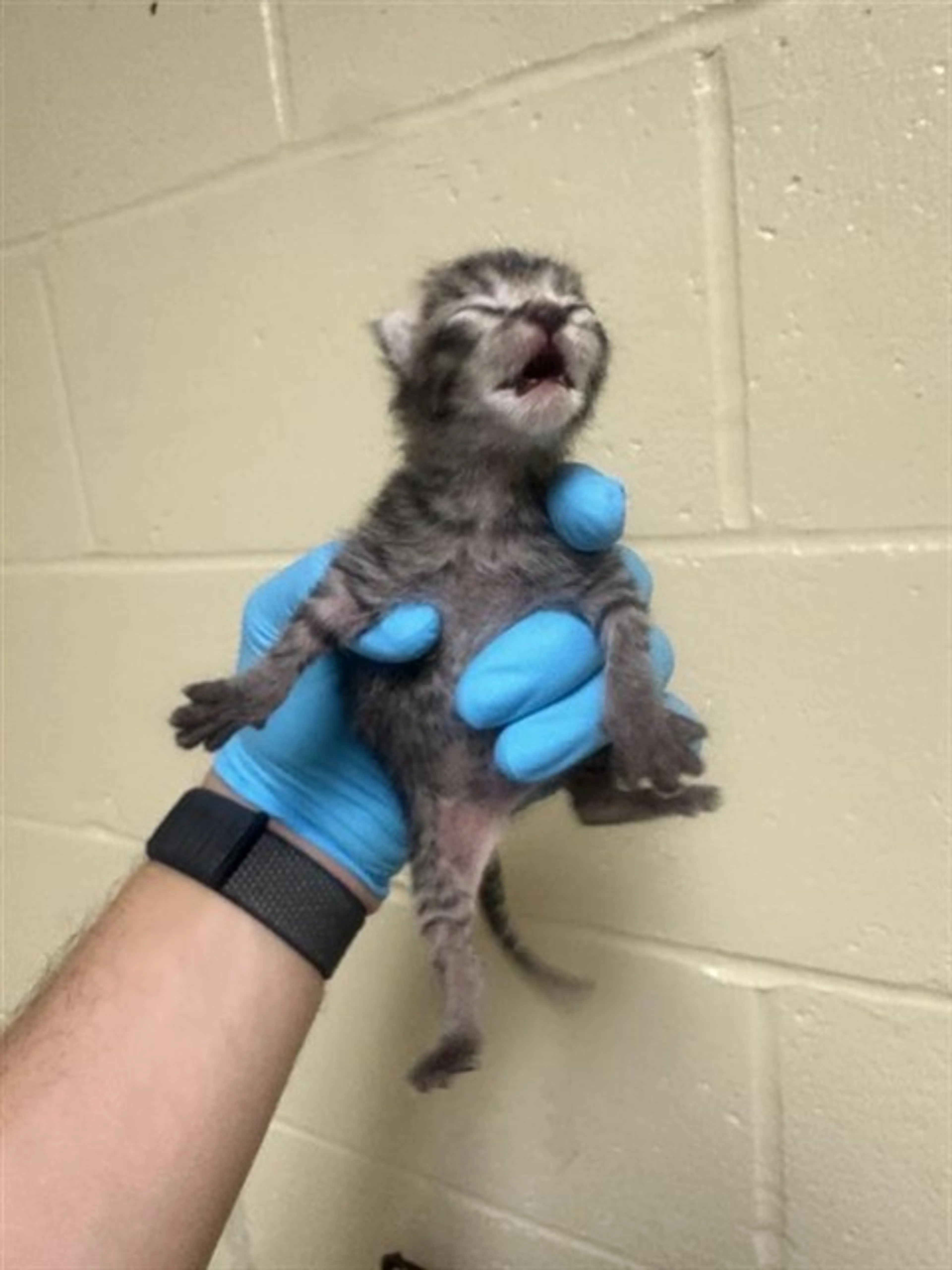 Found pet