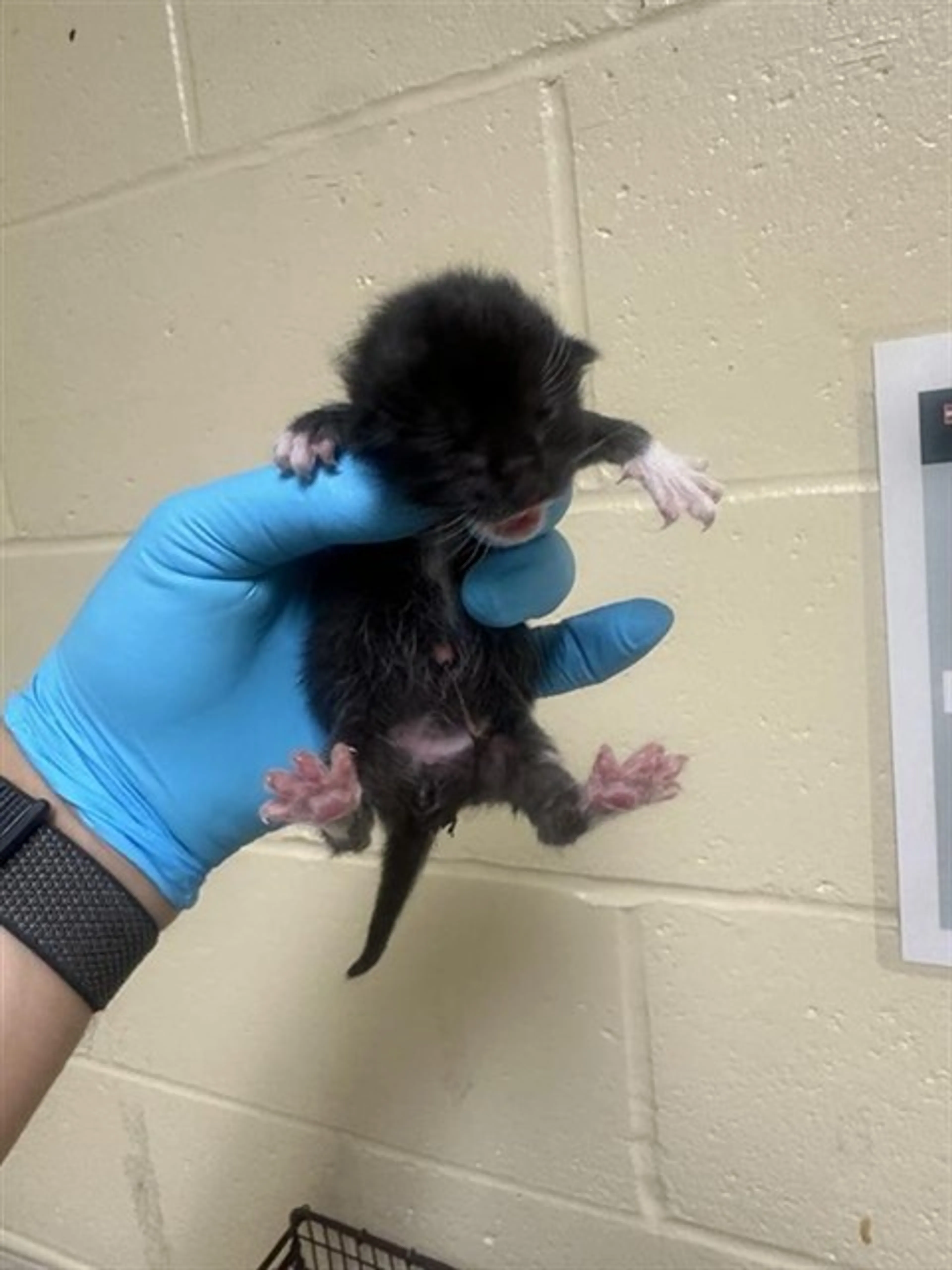 Found pet