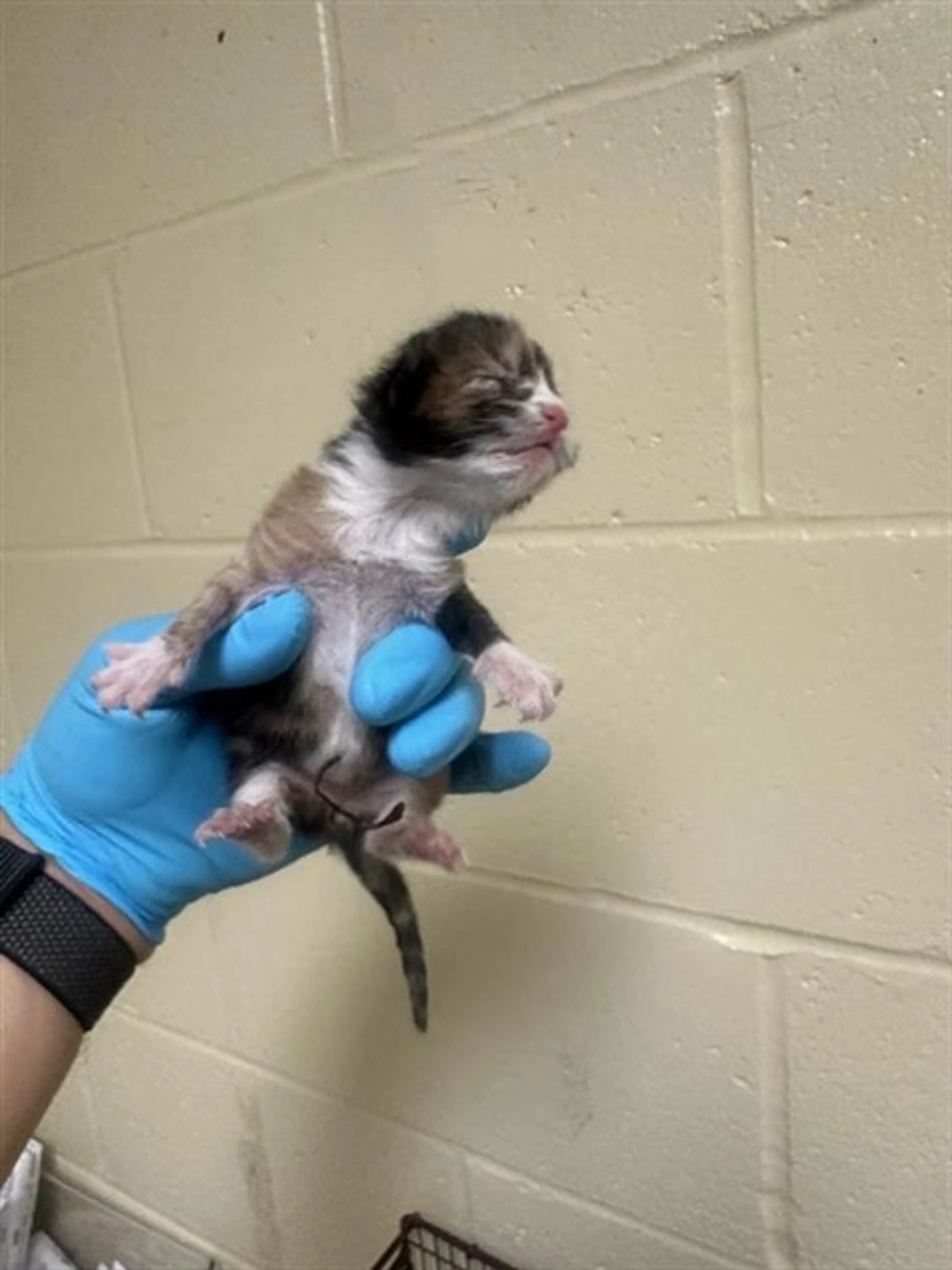 Found pet