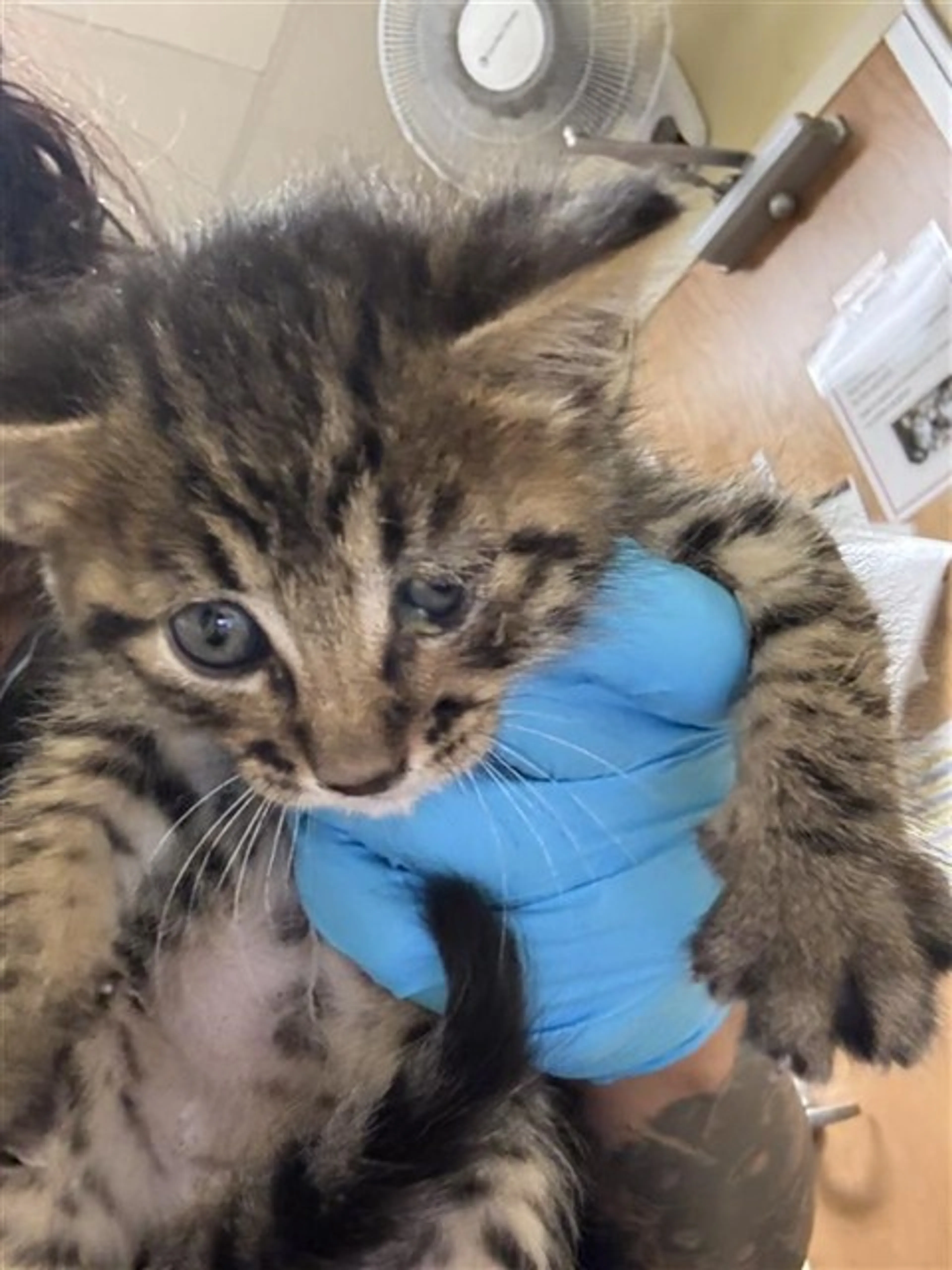 Found pet