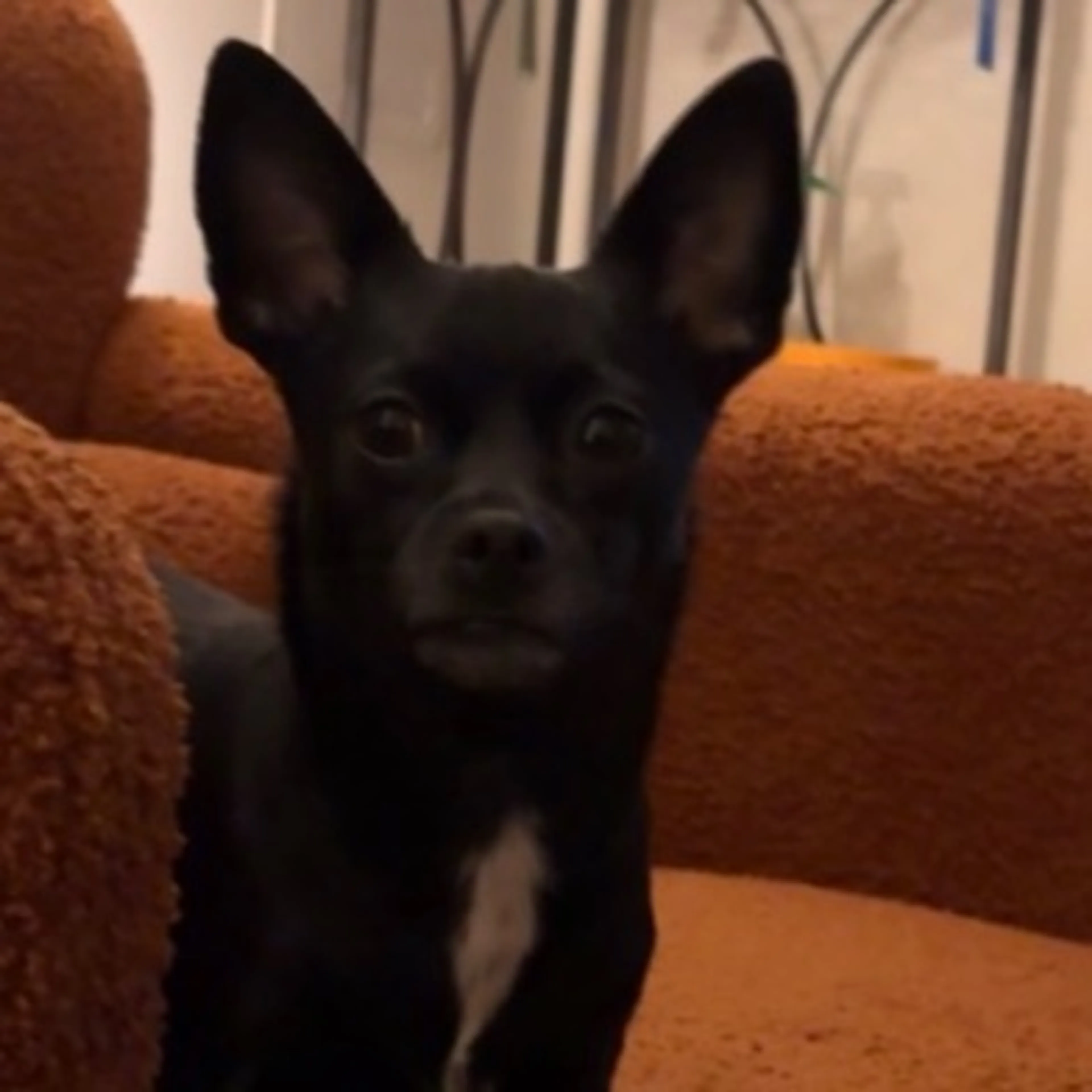 Lost pet