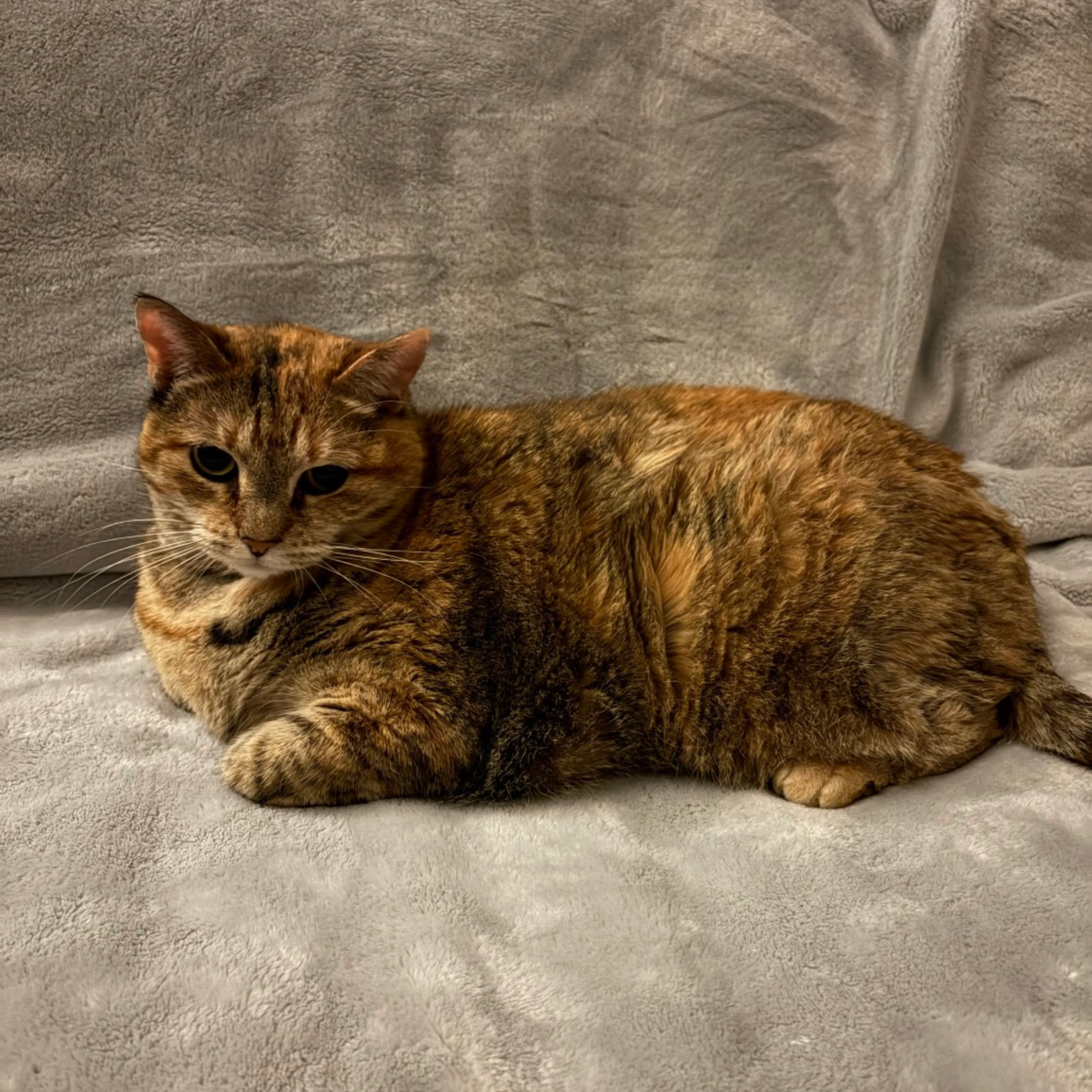 Found pet-1