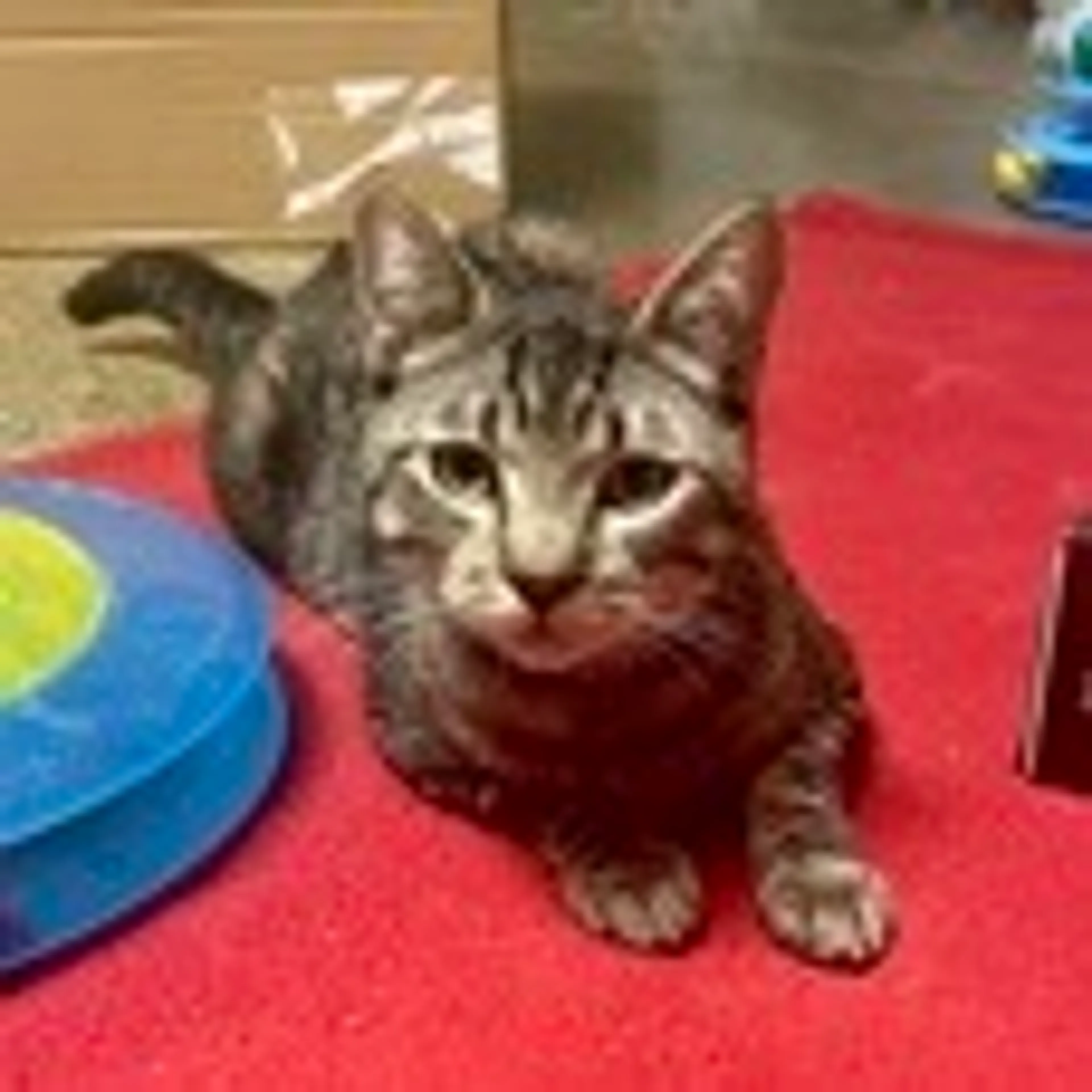 Found pet