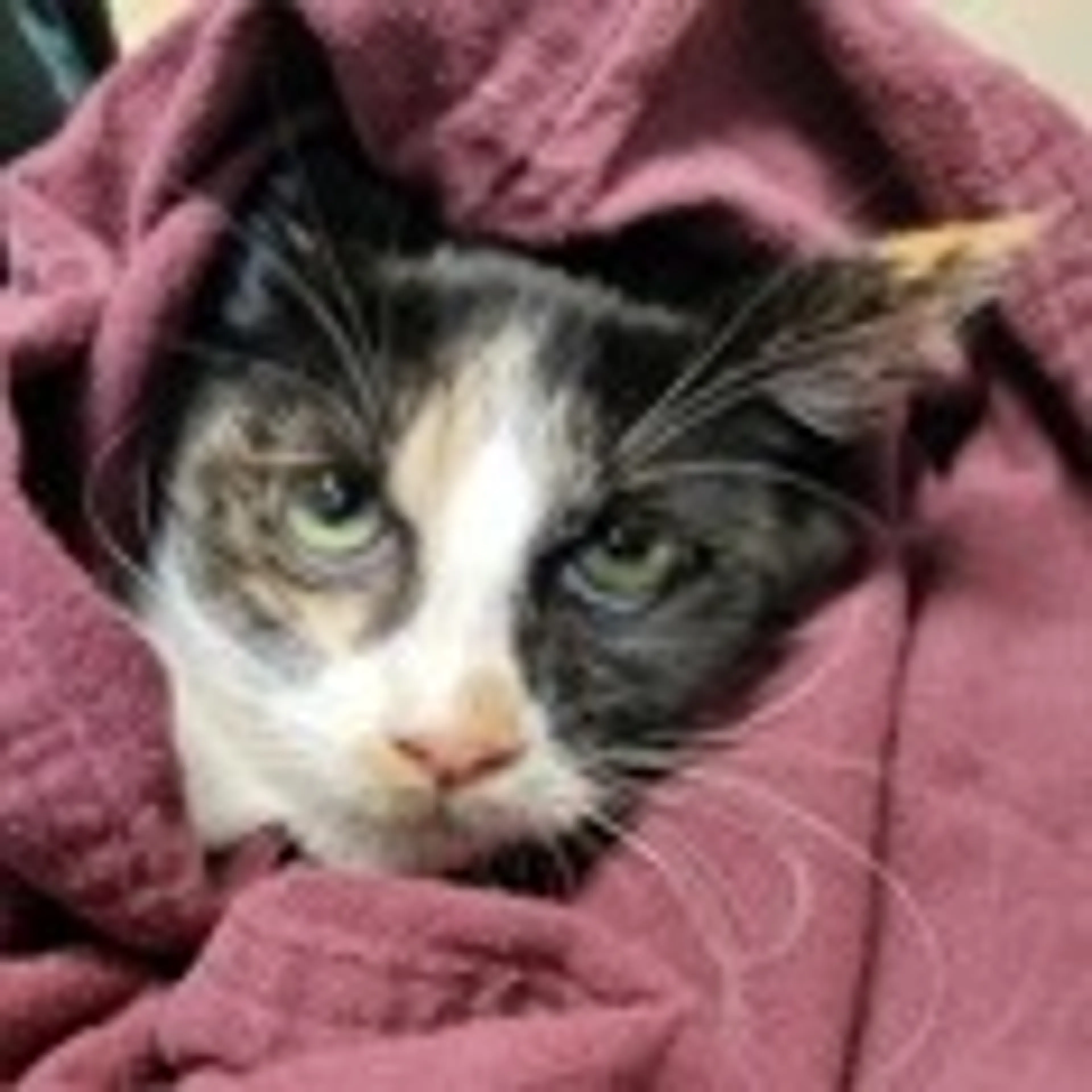 Found pet-1