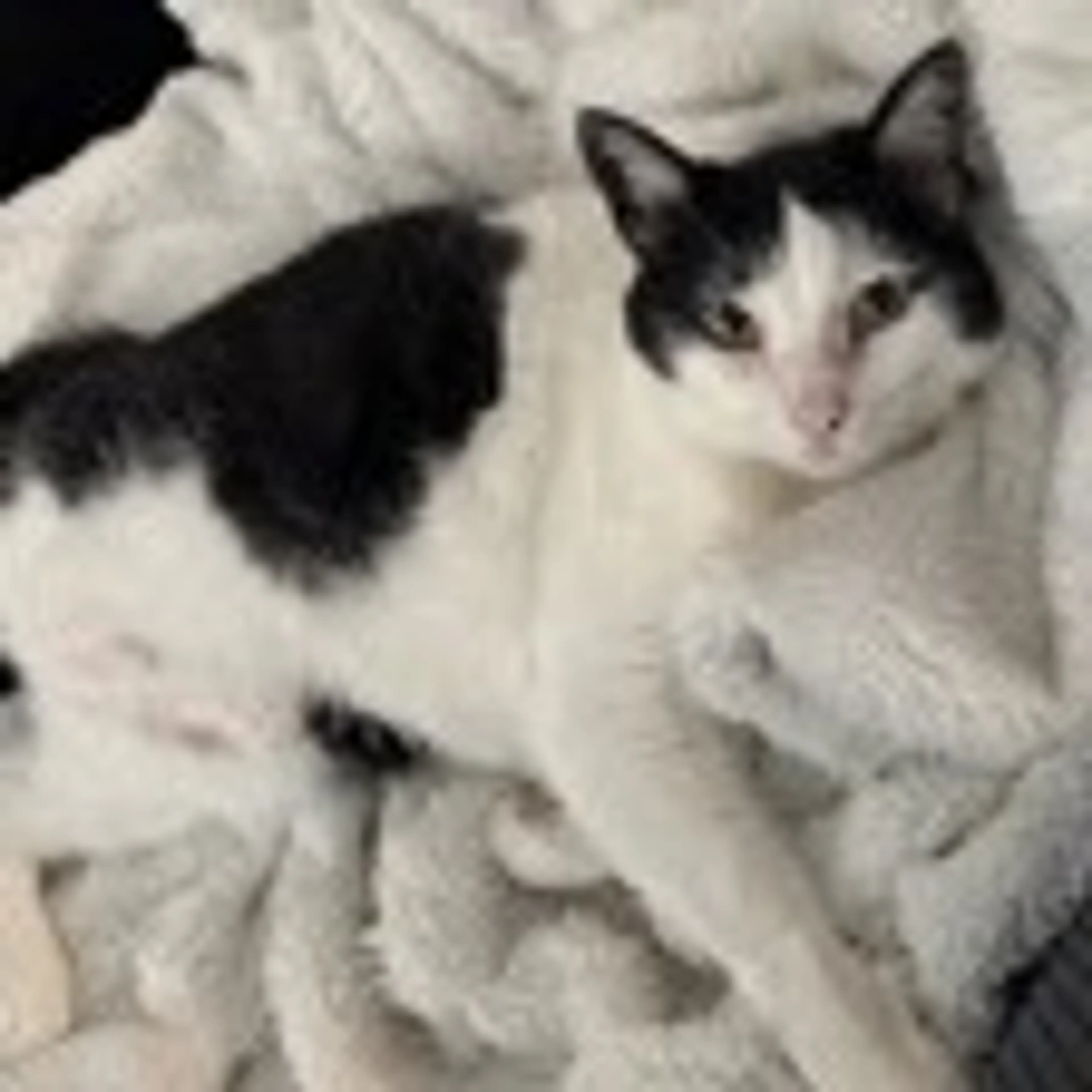 Found pet