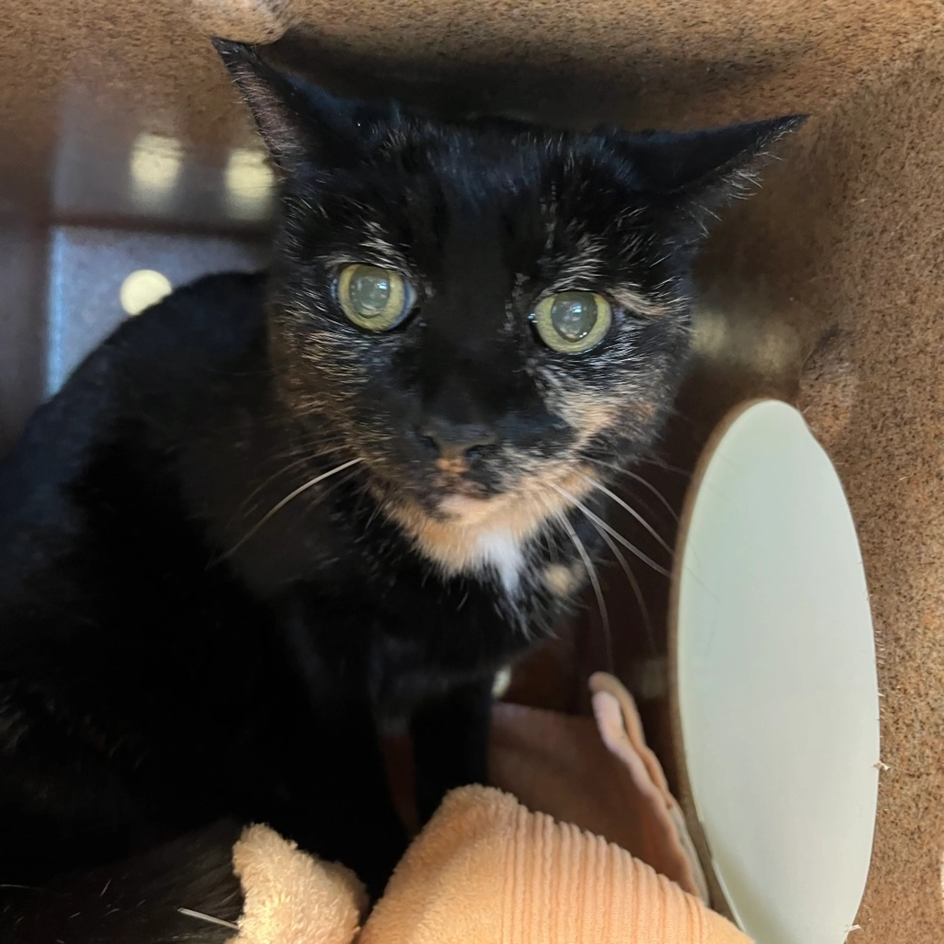 Found pet