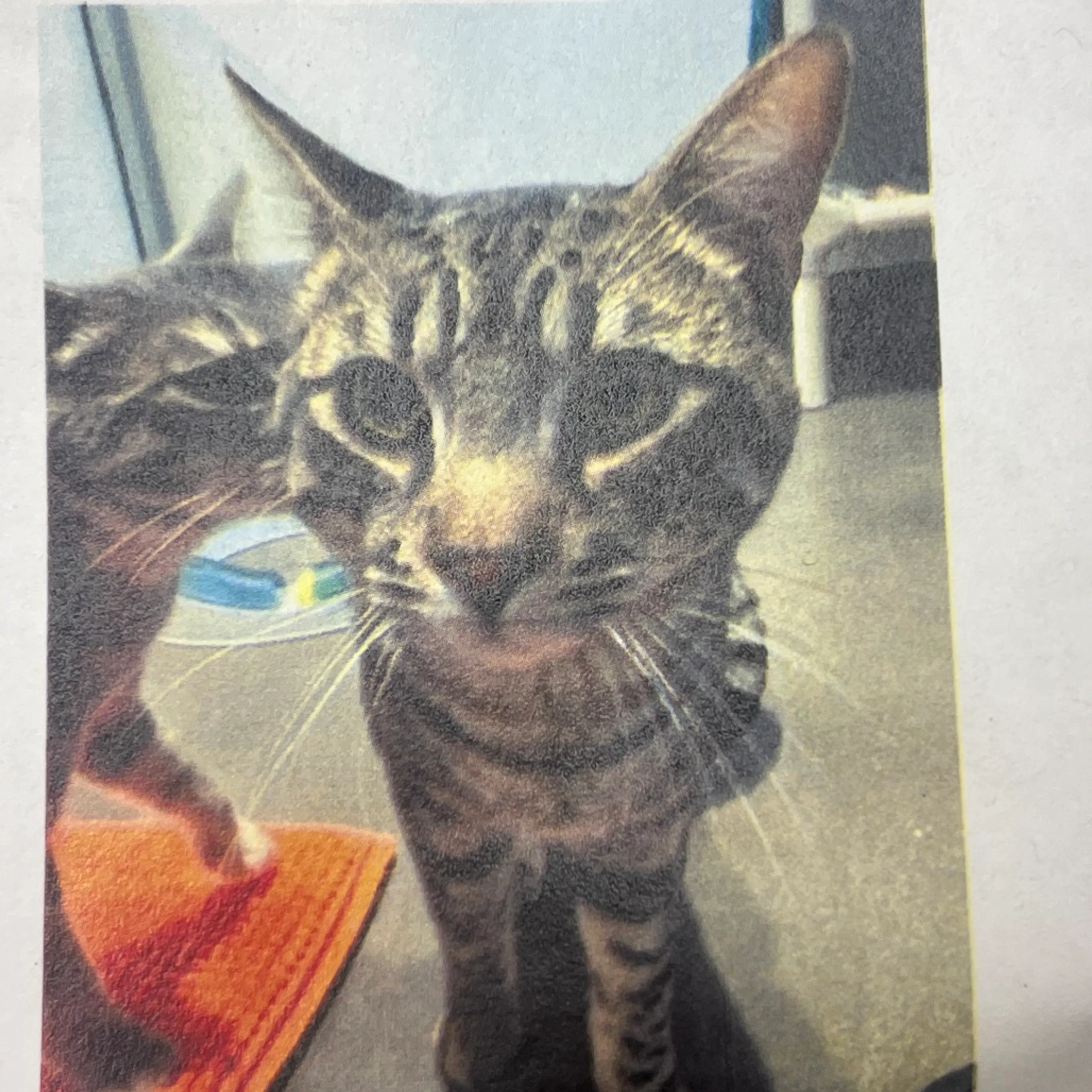 Found pet-1