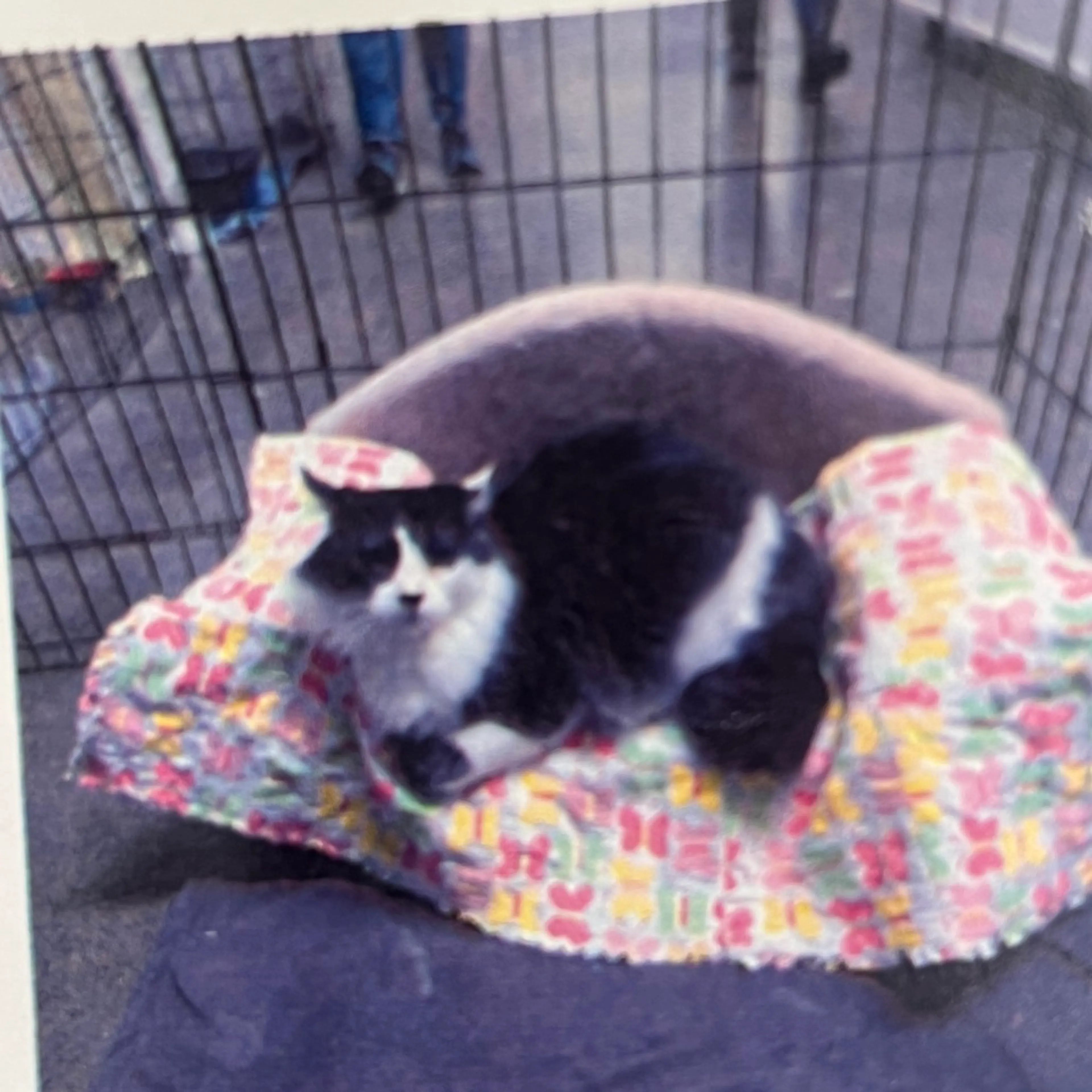 Found pet