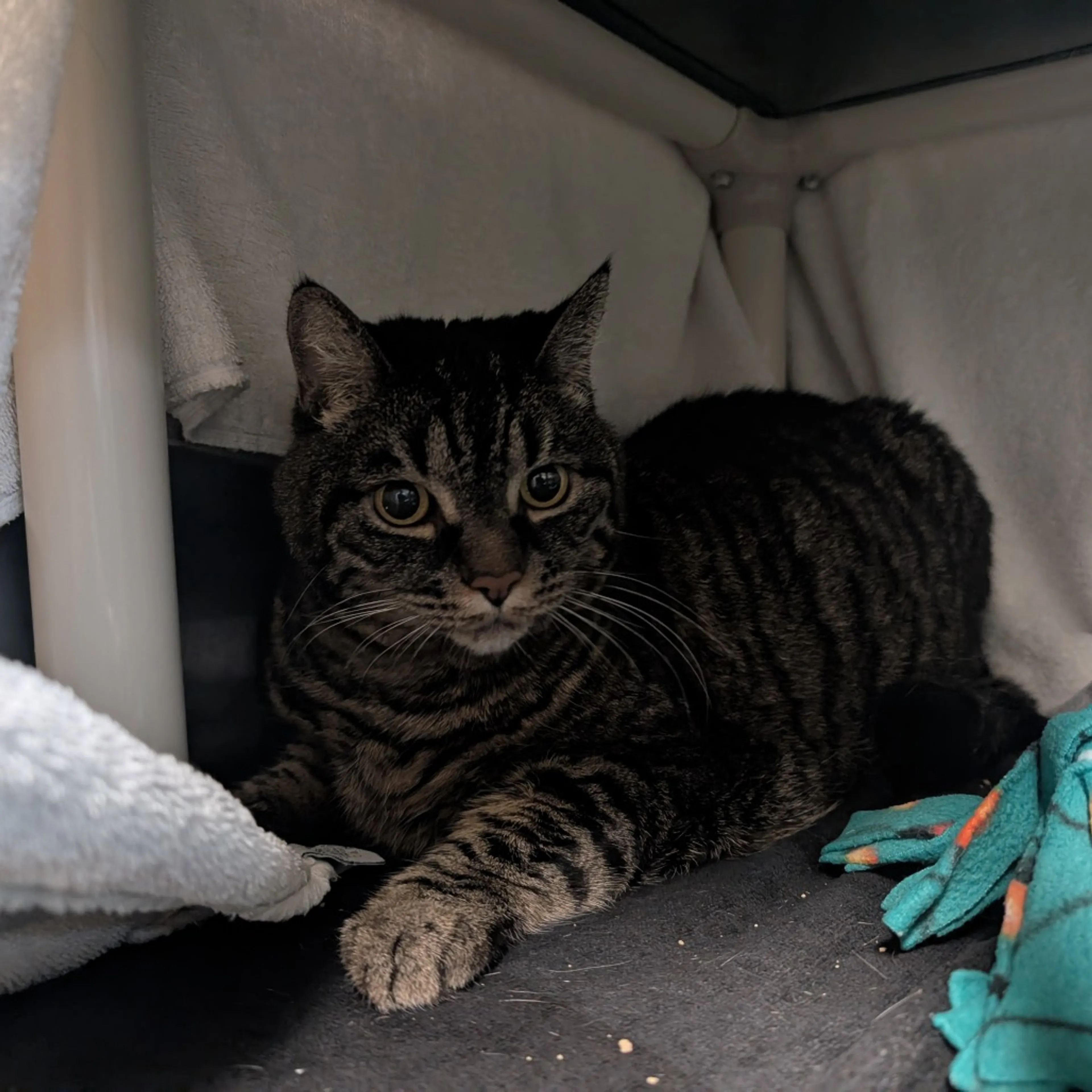 Found pet-0