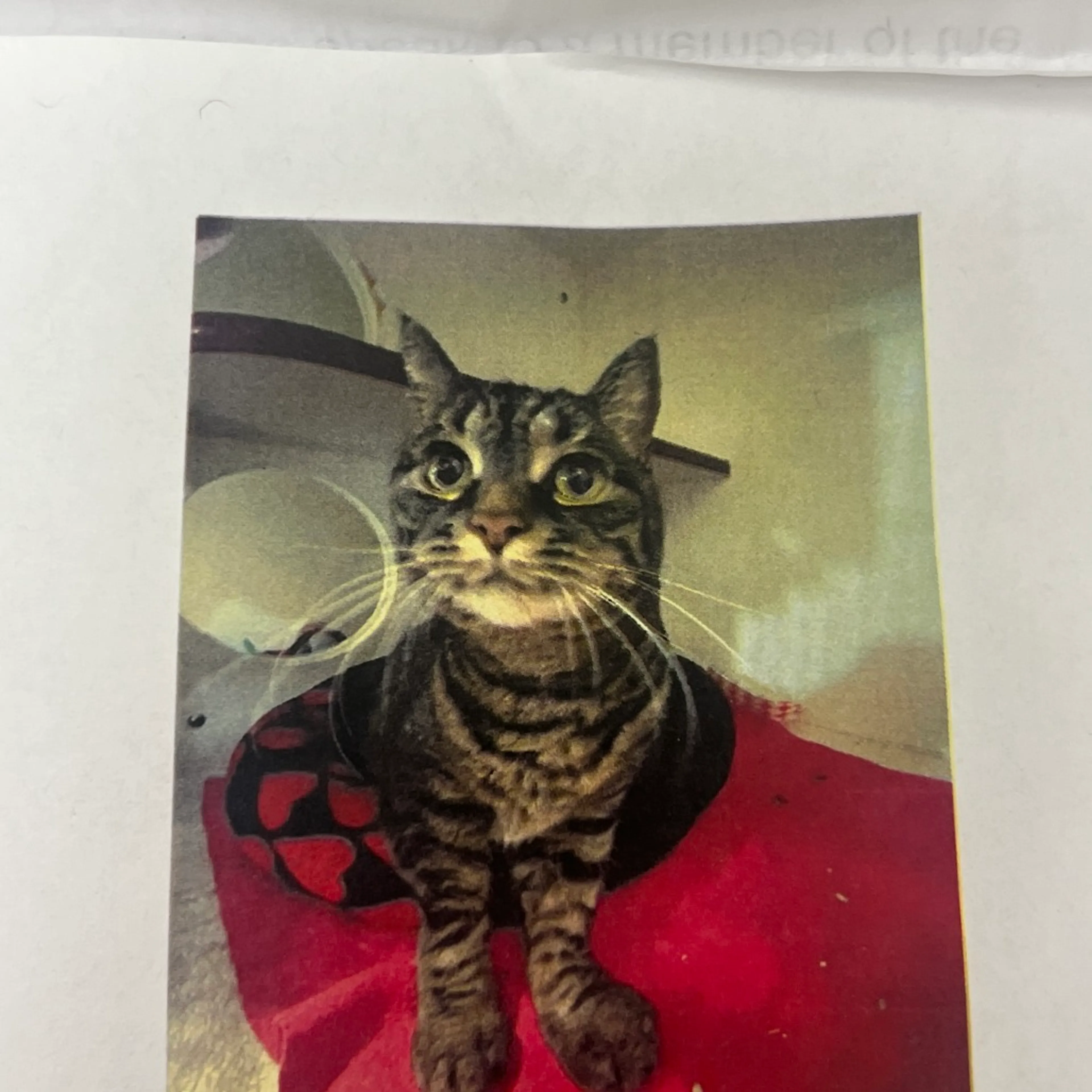 Found pet-1