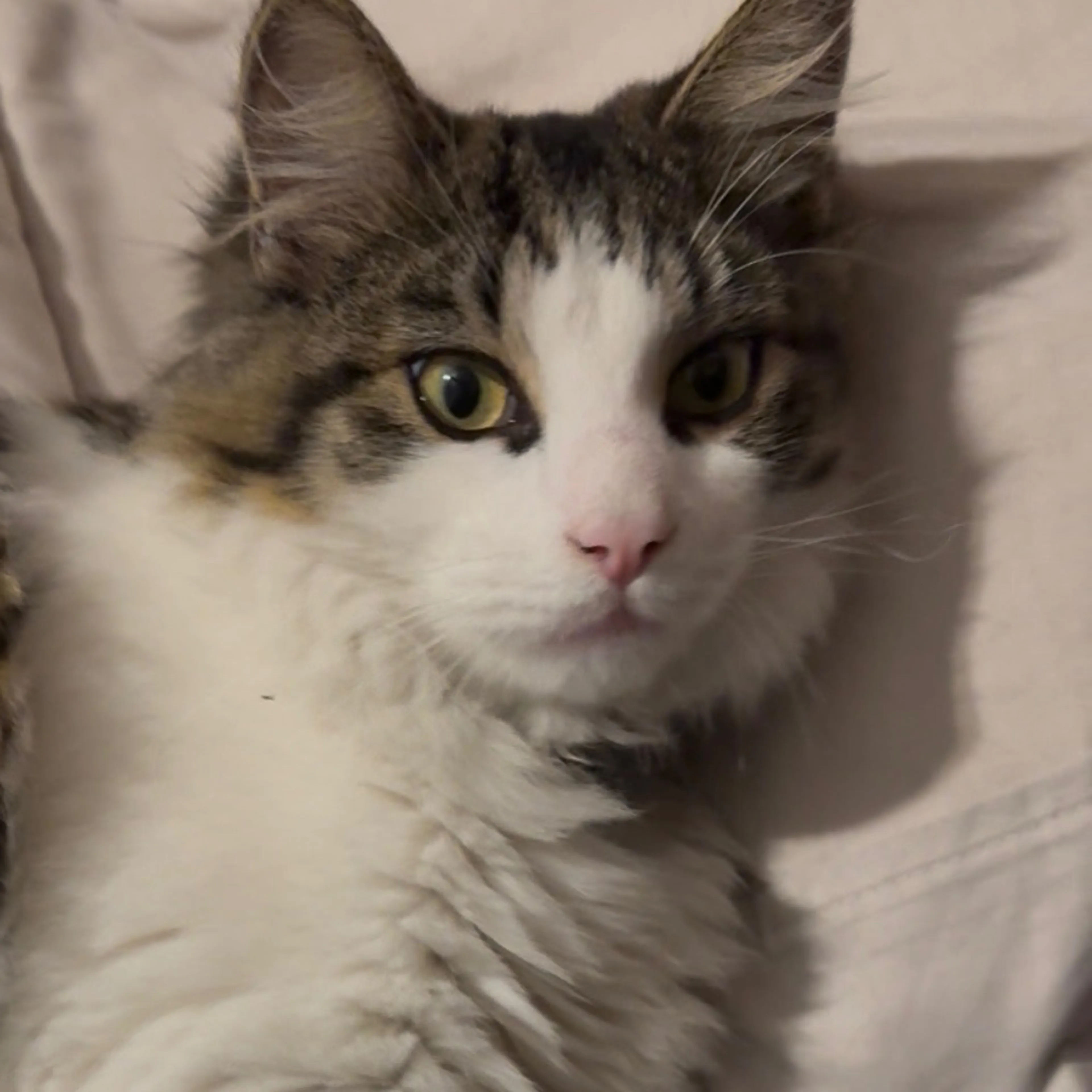 Lost pet-2