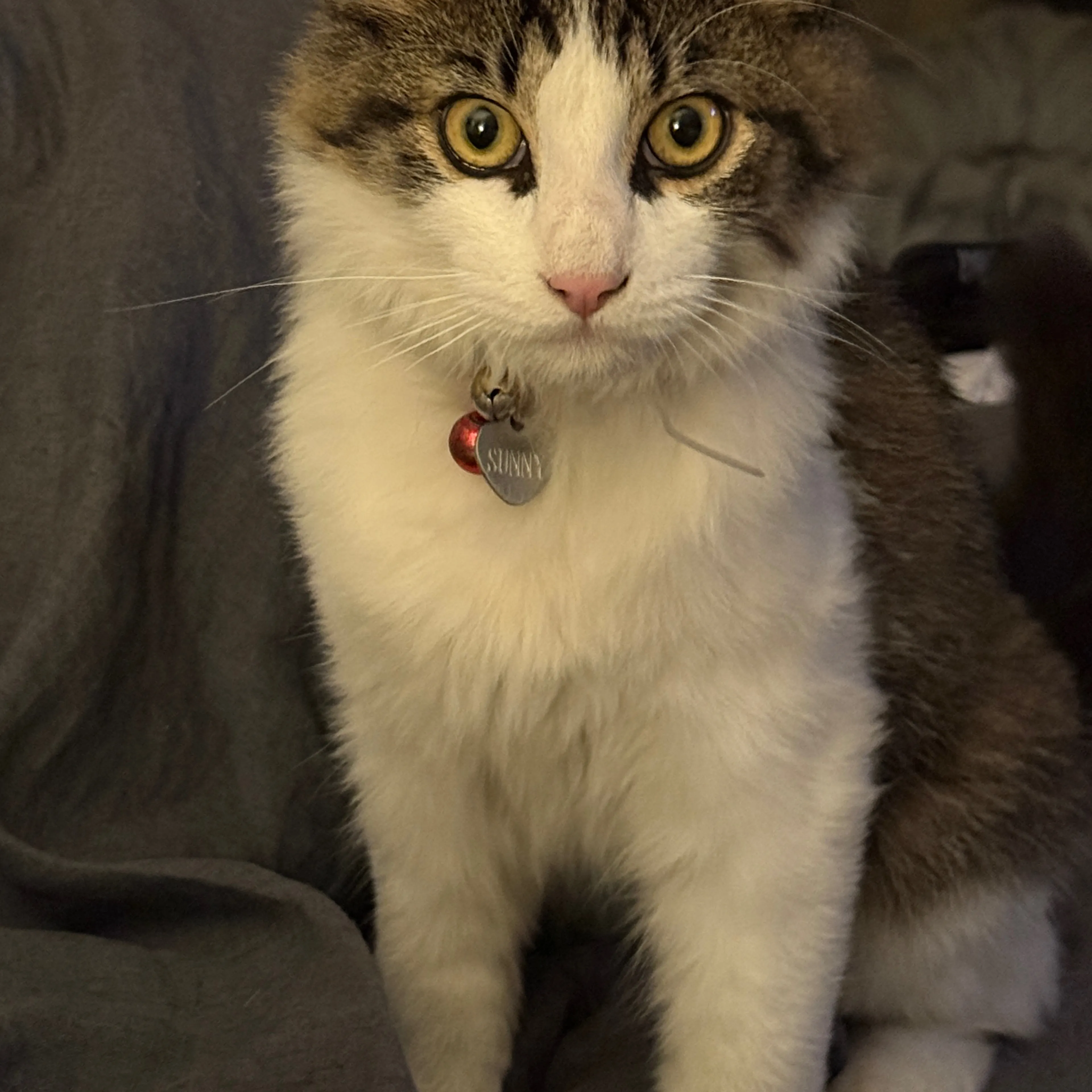 Lost pet-1