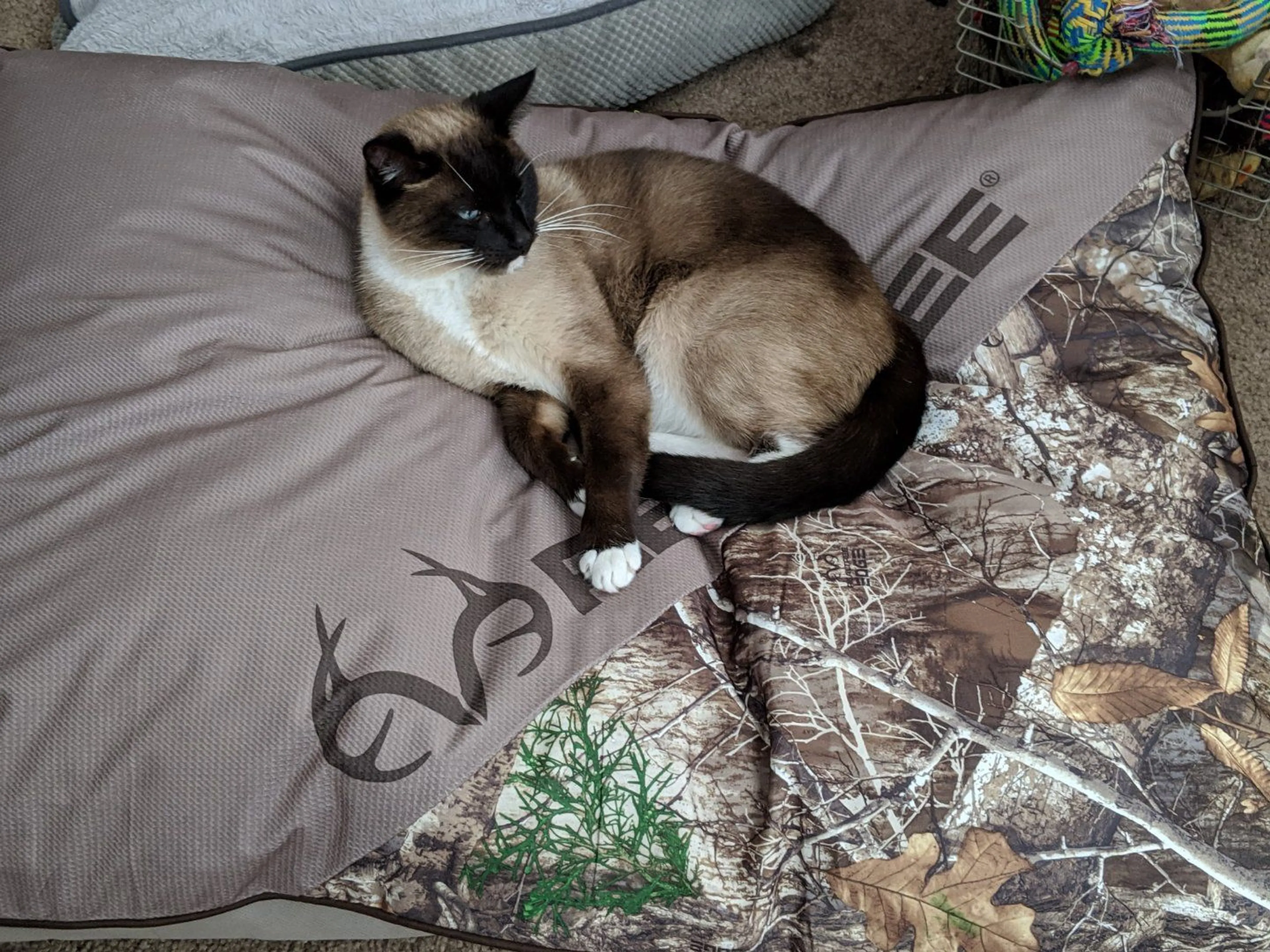 Lost pet-1