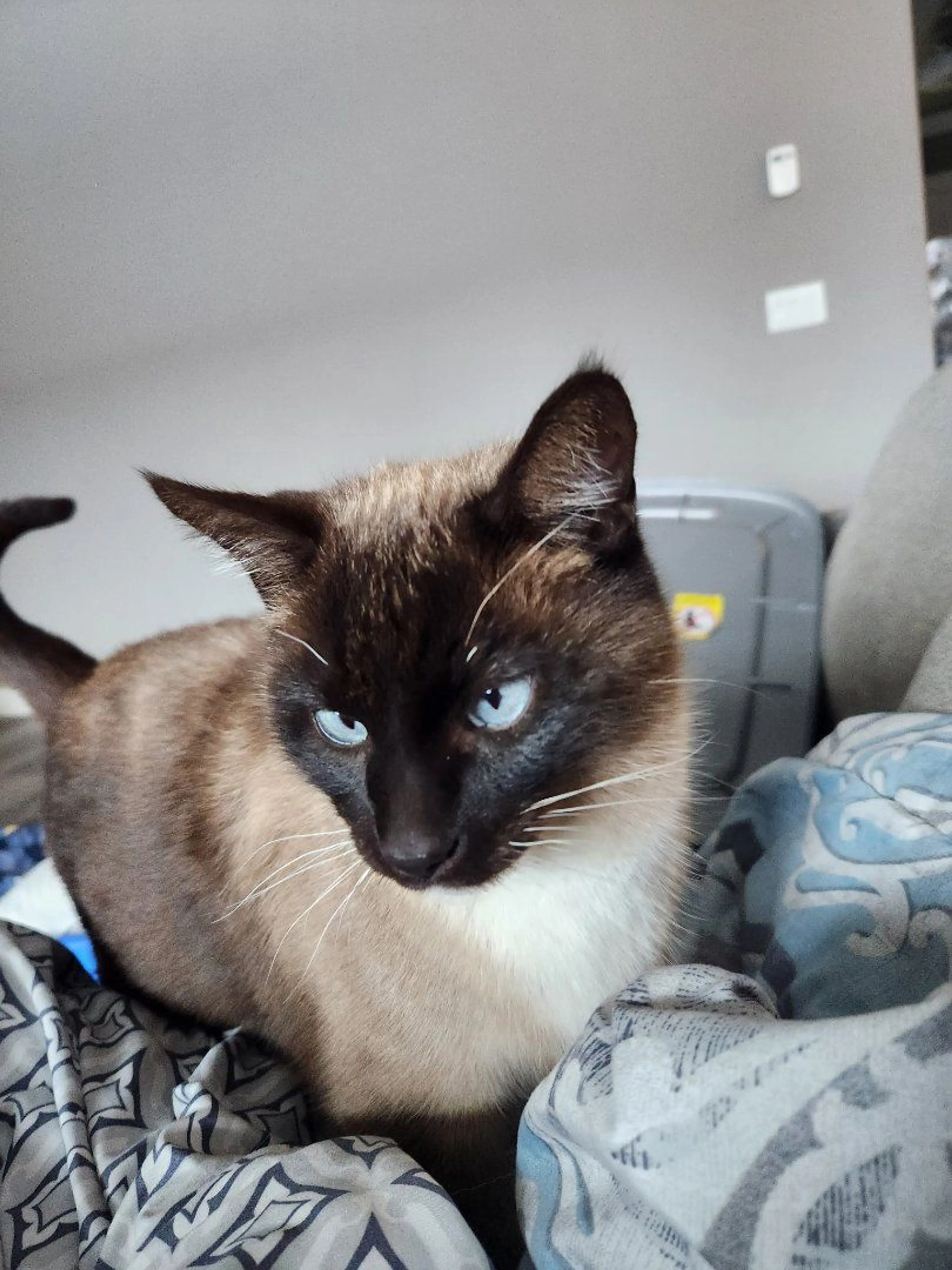 Lost pet-2