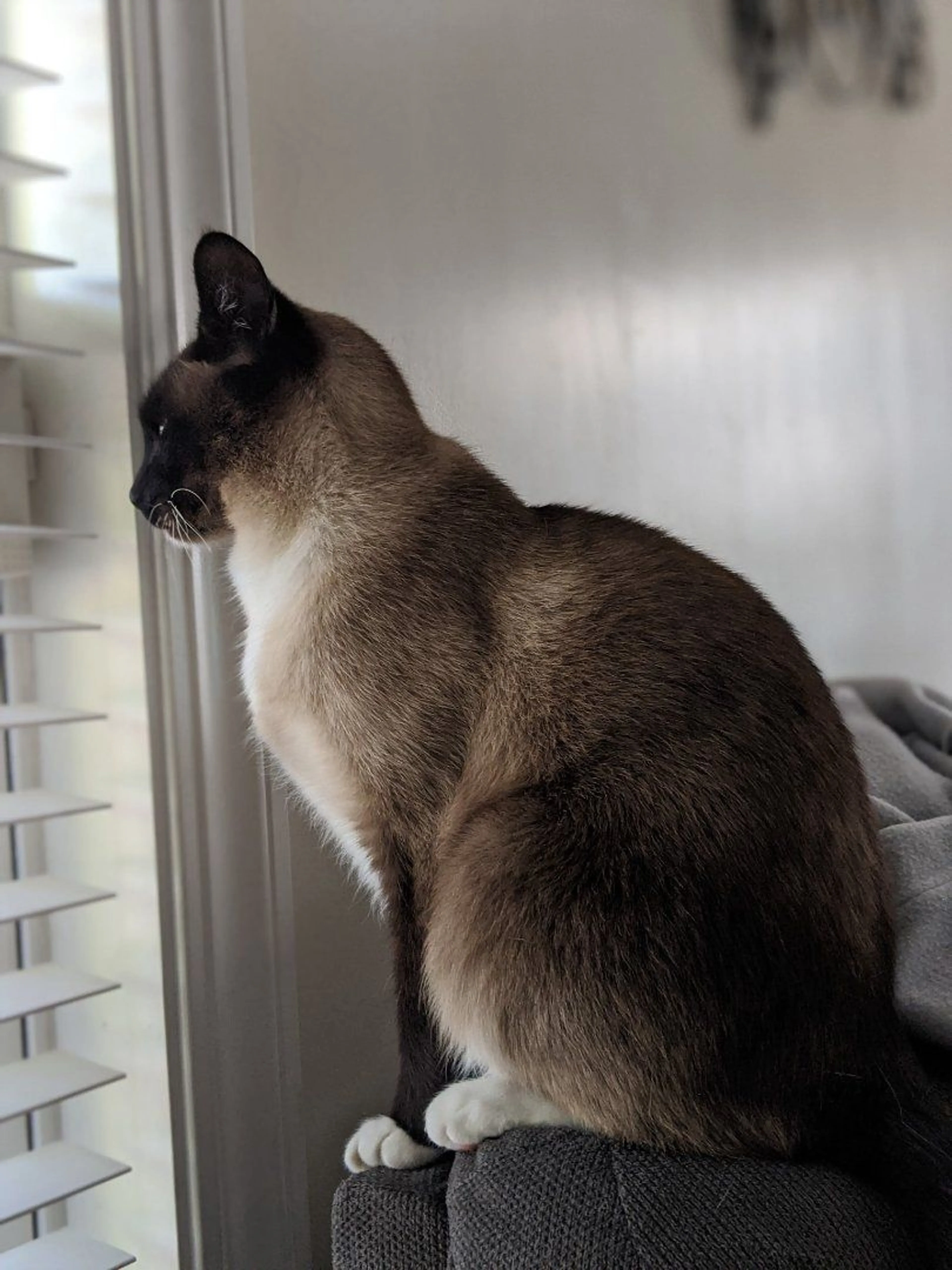 Lost pet-0