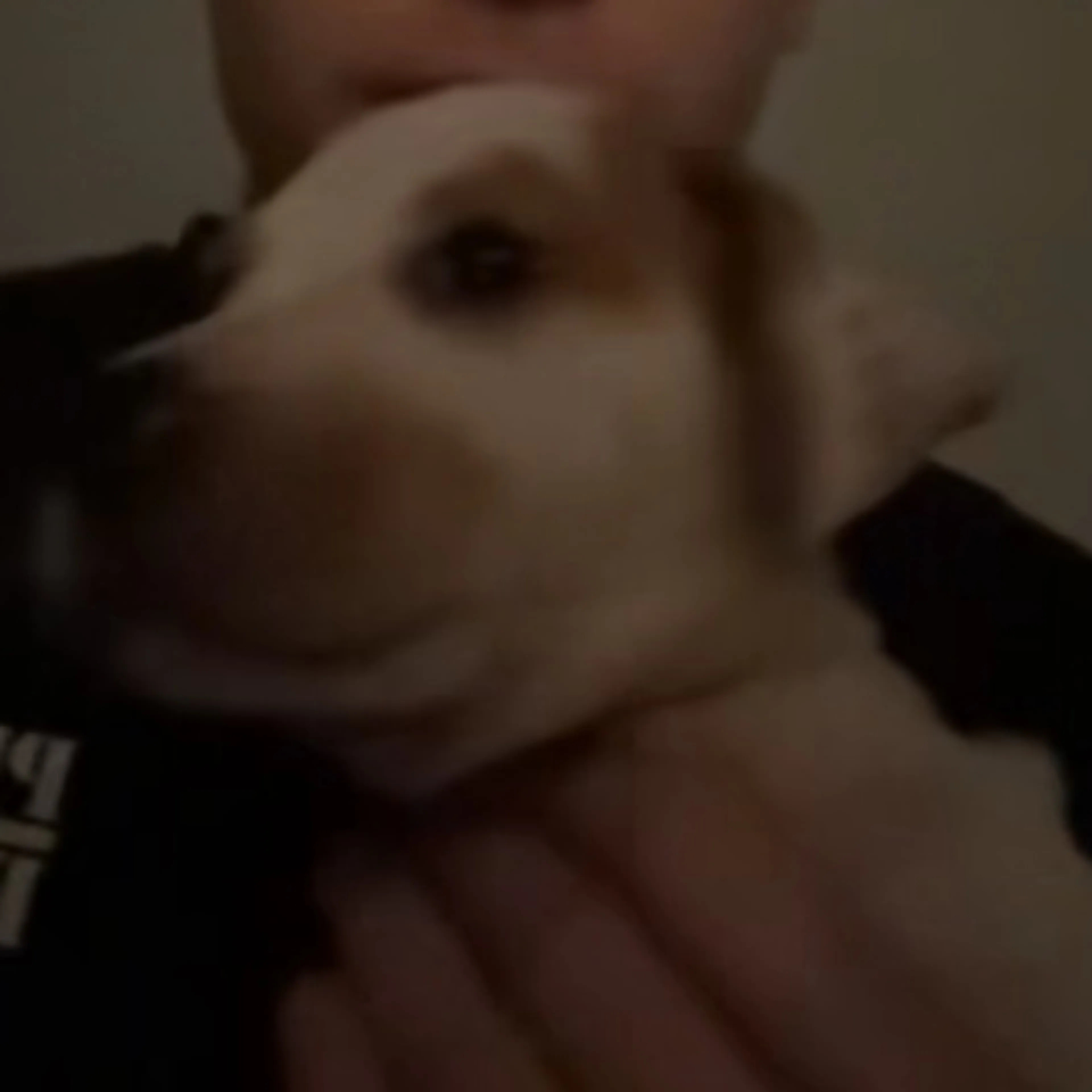 Lost pet