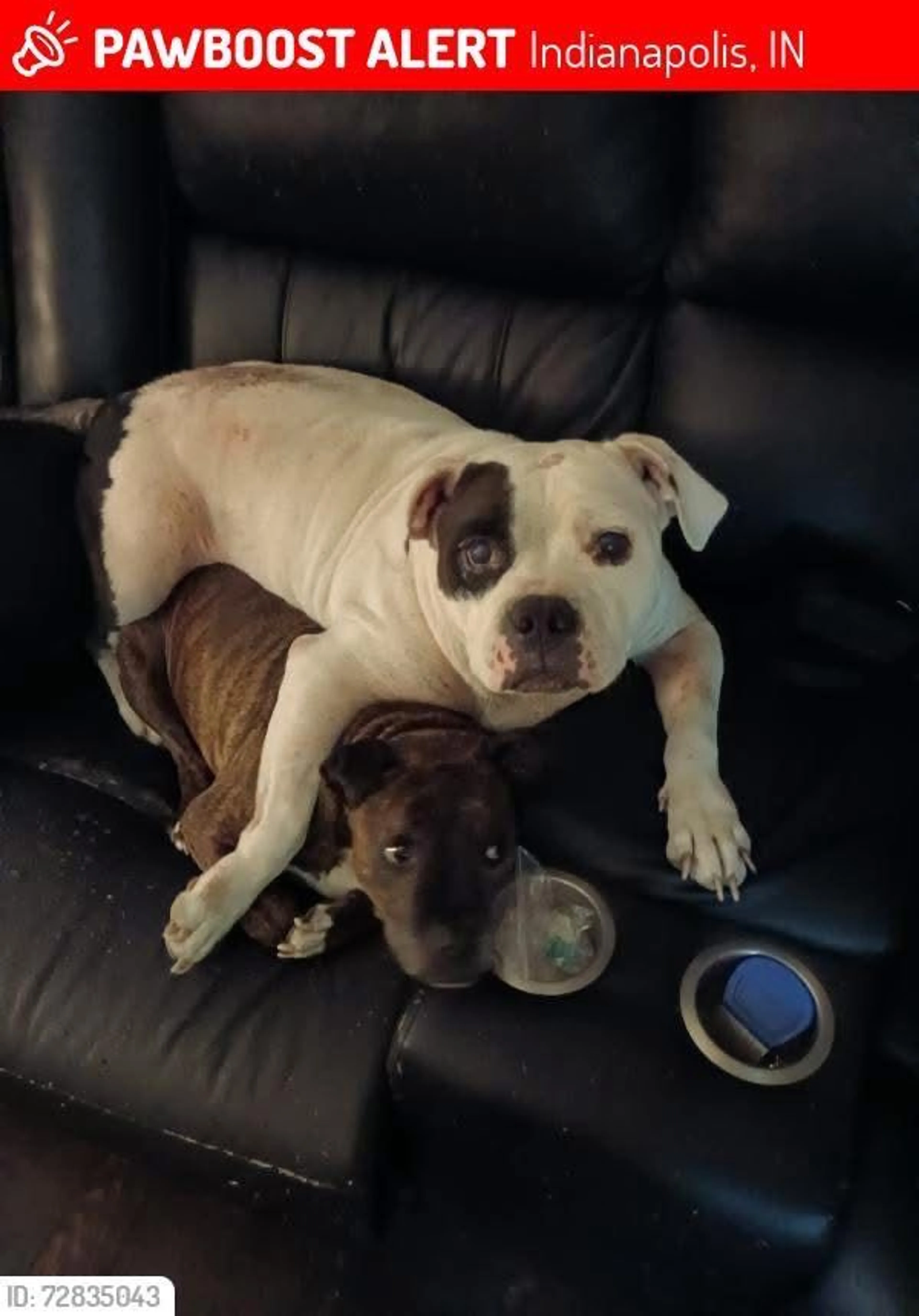 Lost pet