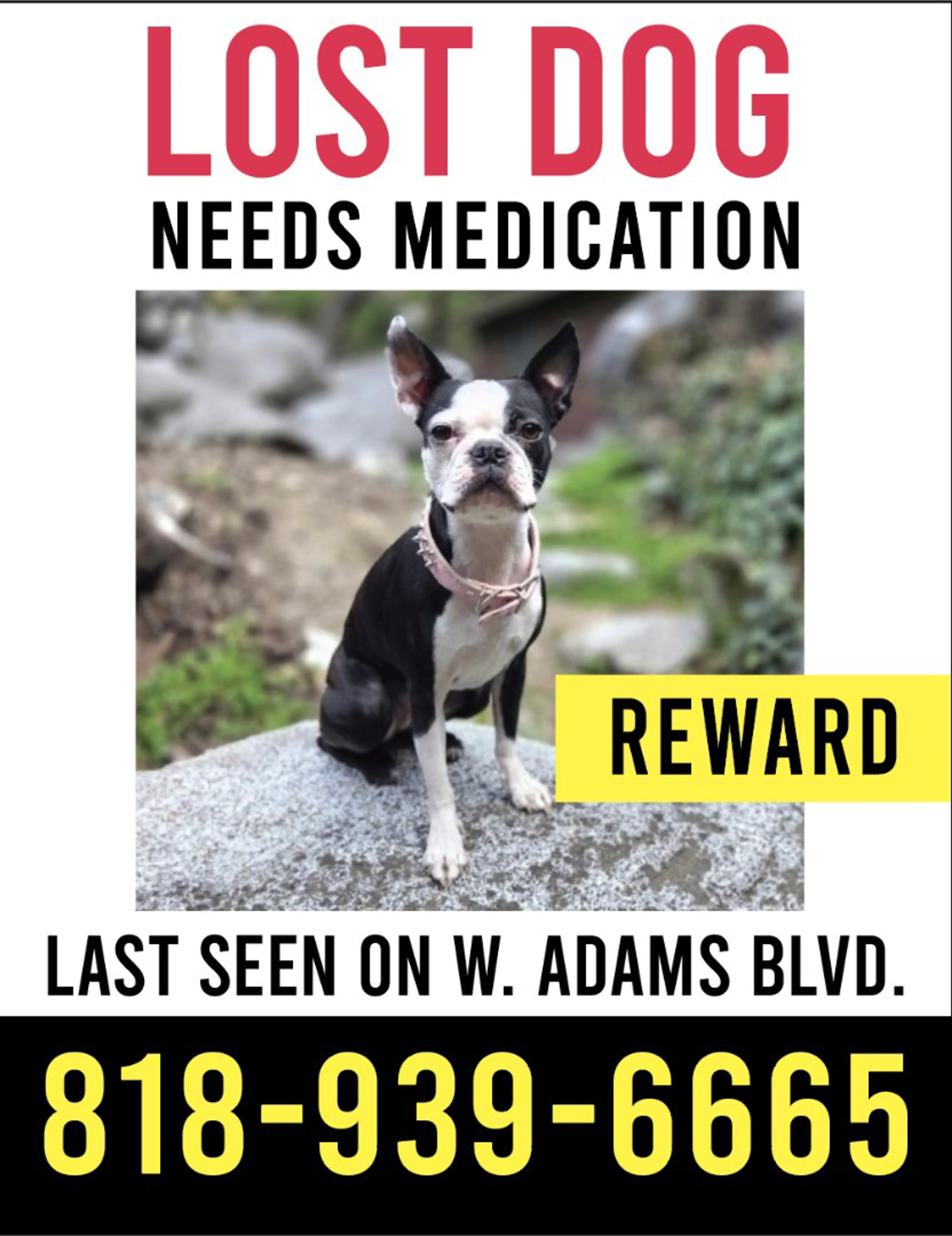Lost pet-0