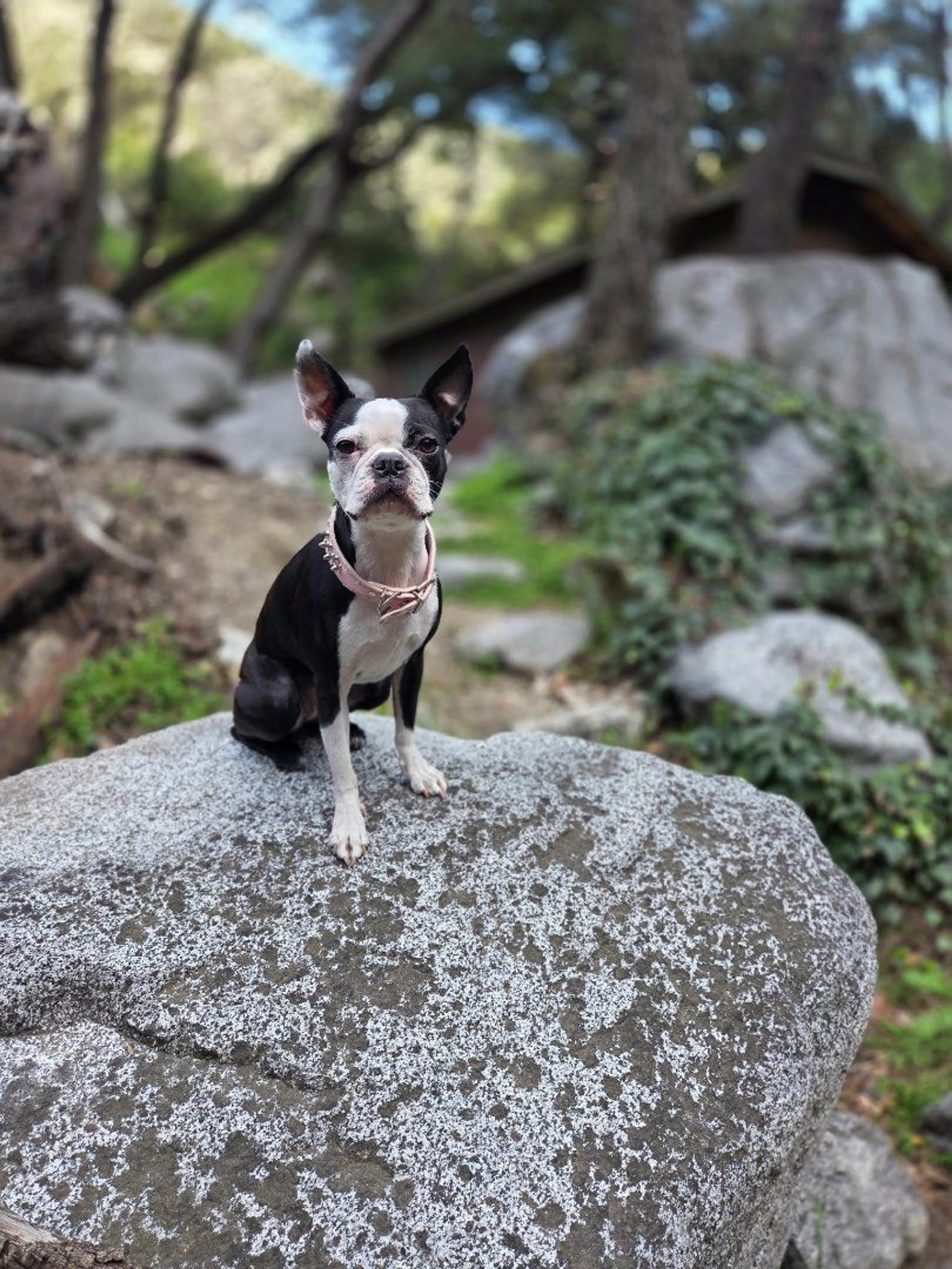 Lost pet-1