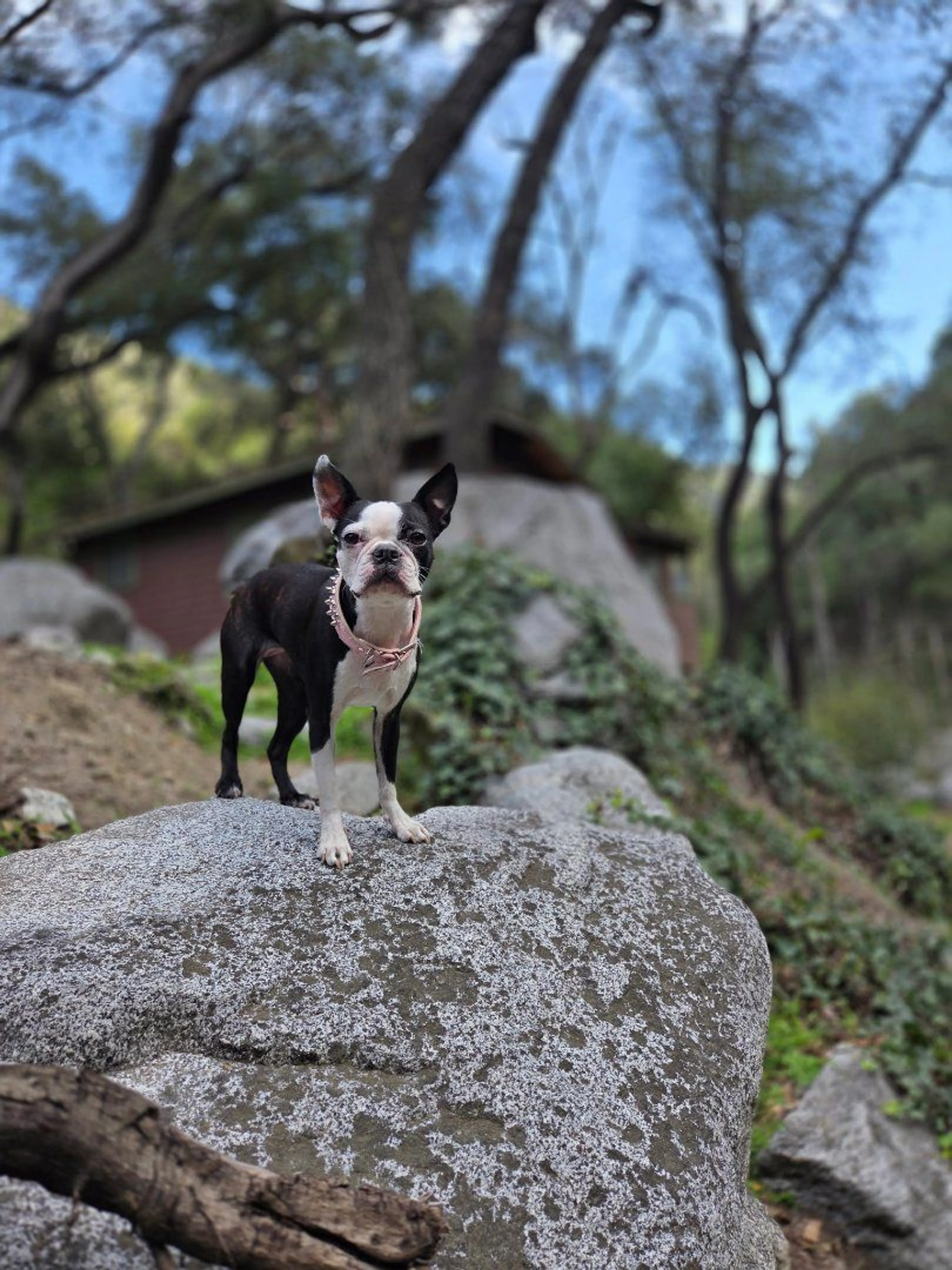 Lost pet-2
