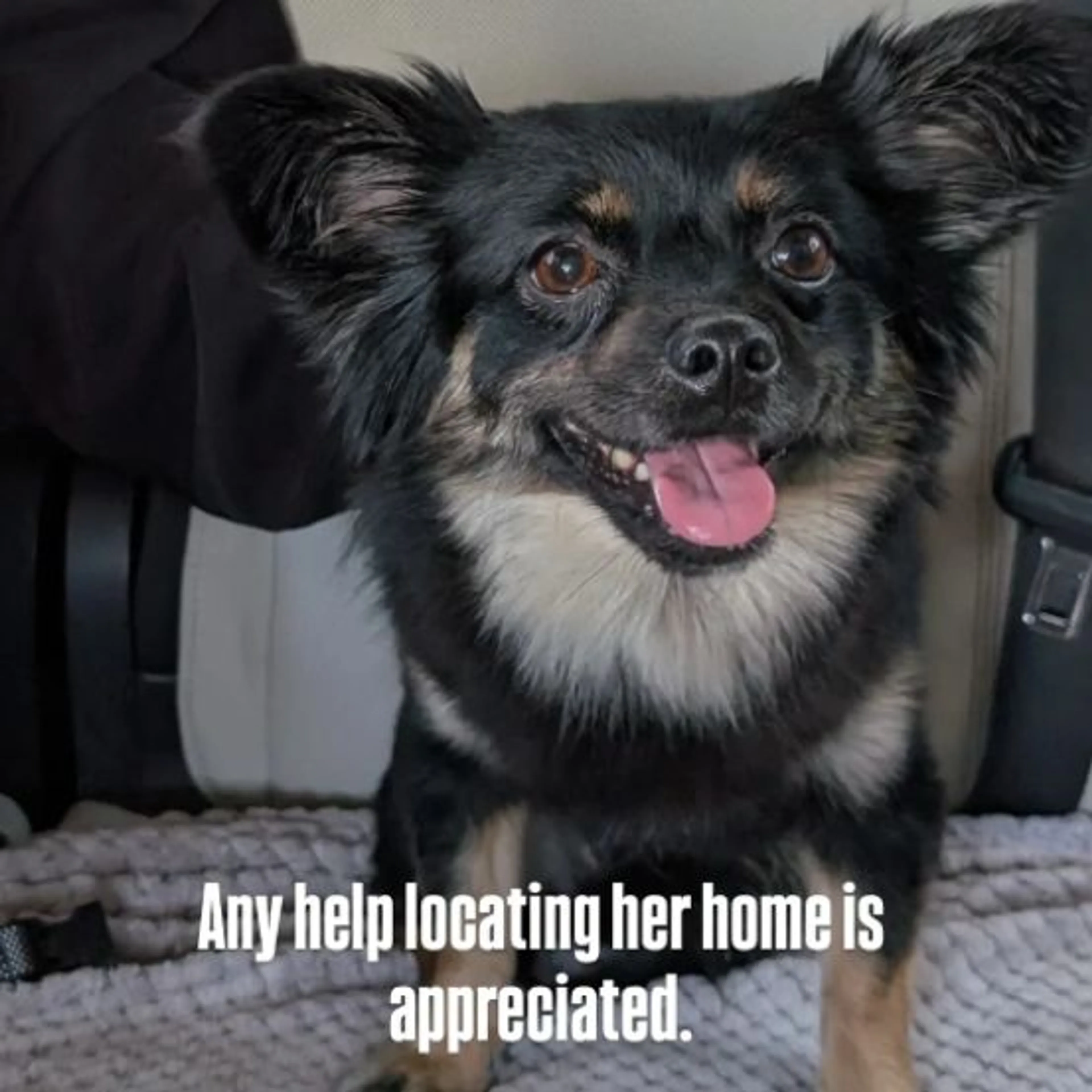 Found pet
