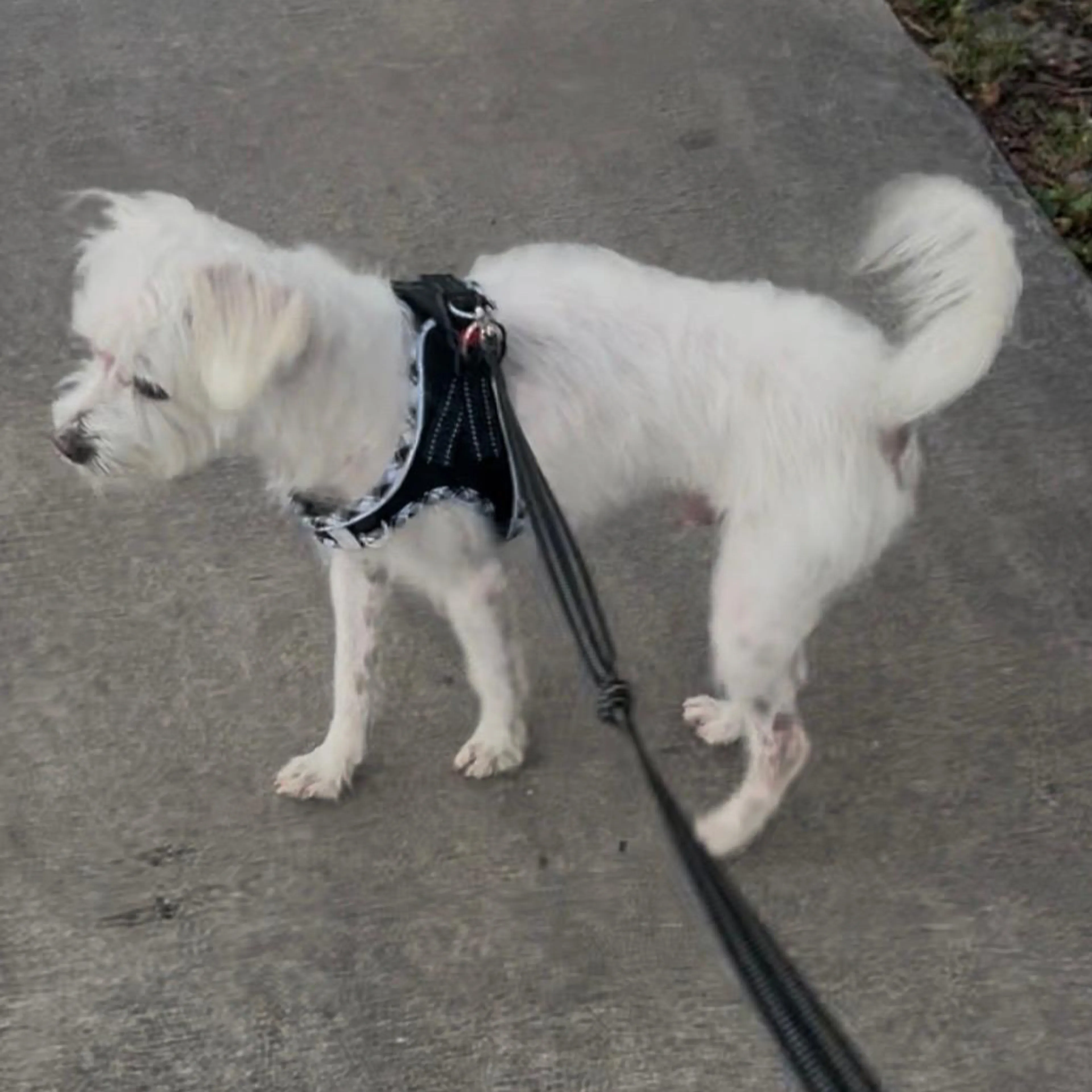 Lost pet-1
