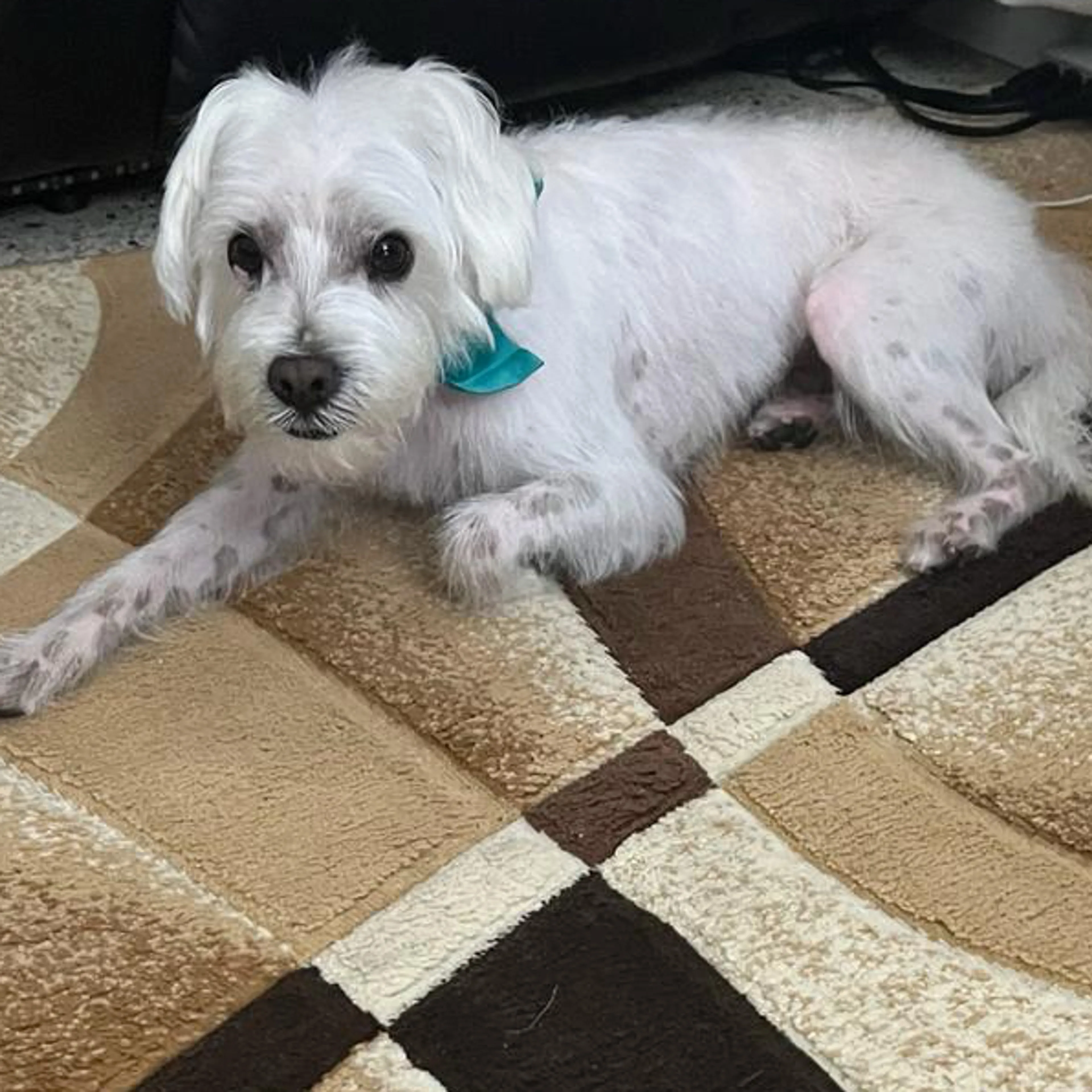 Lost pet-3