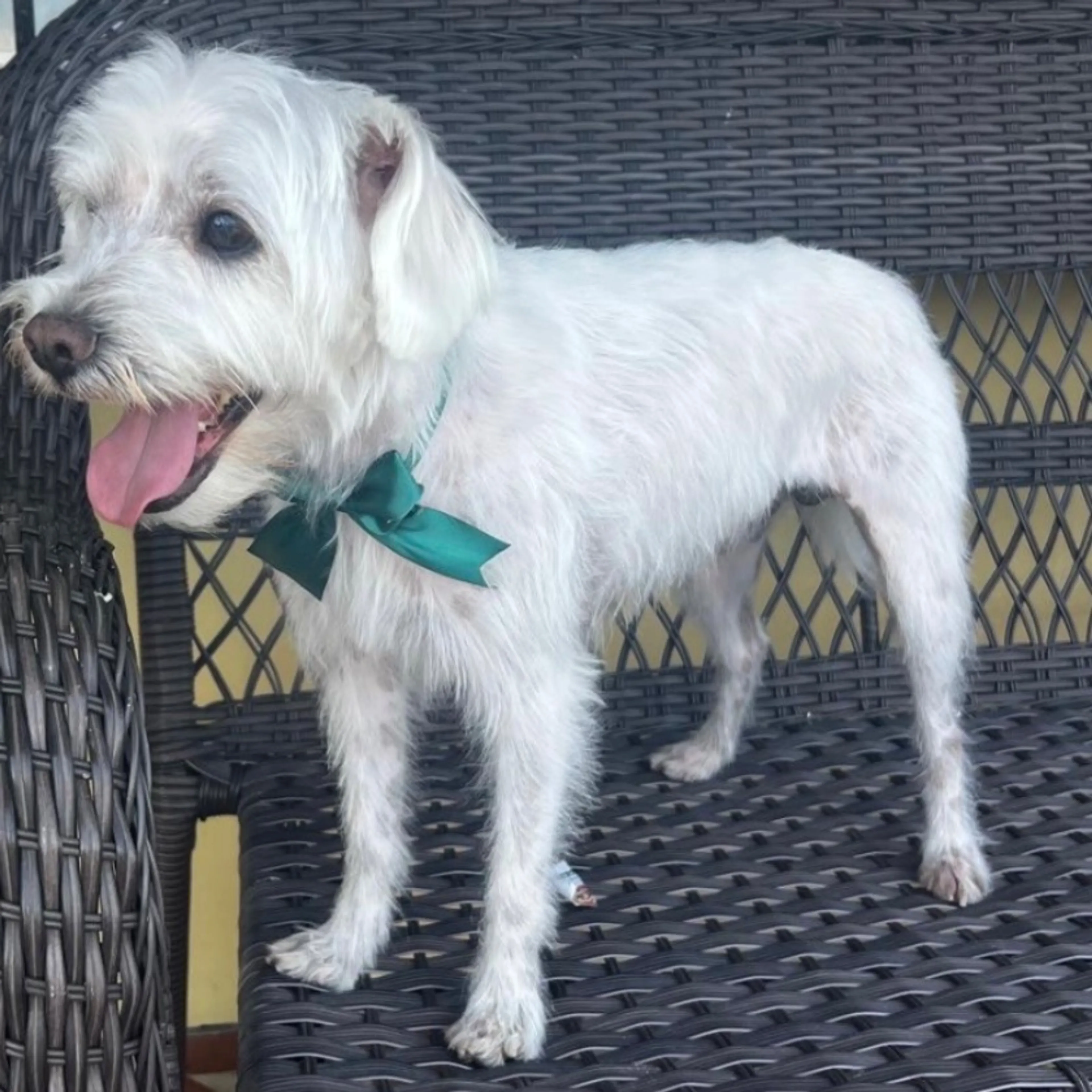 Lost pet-0
