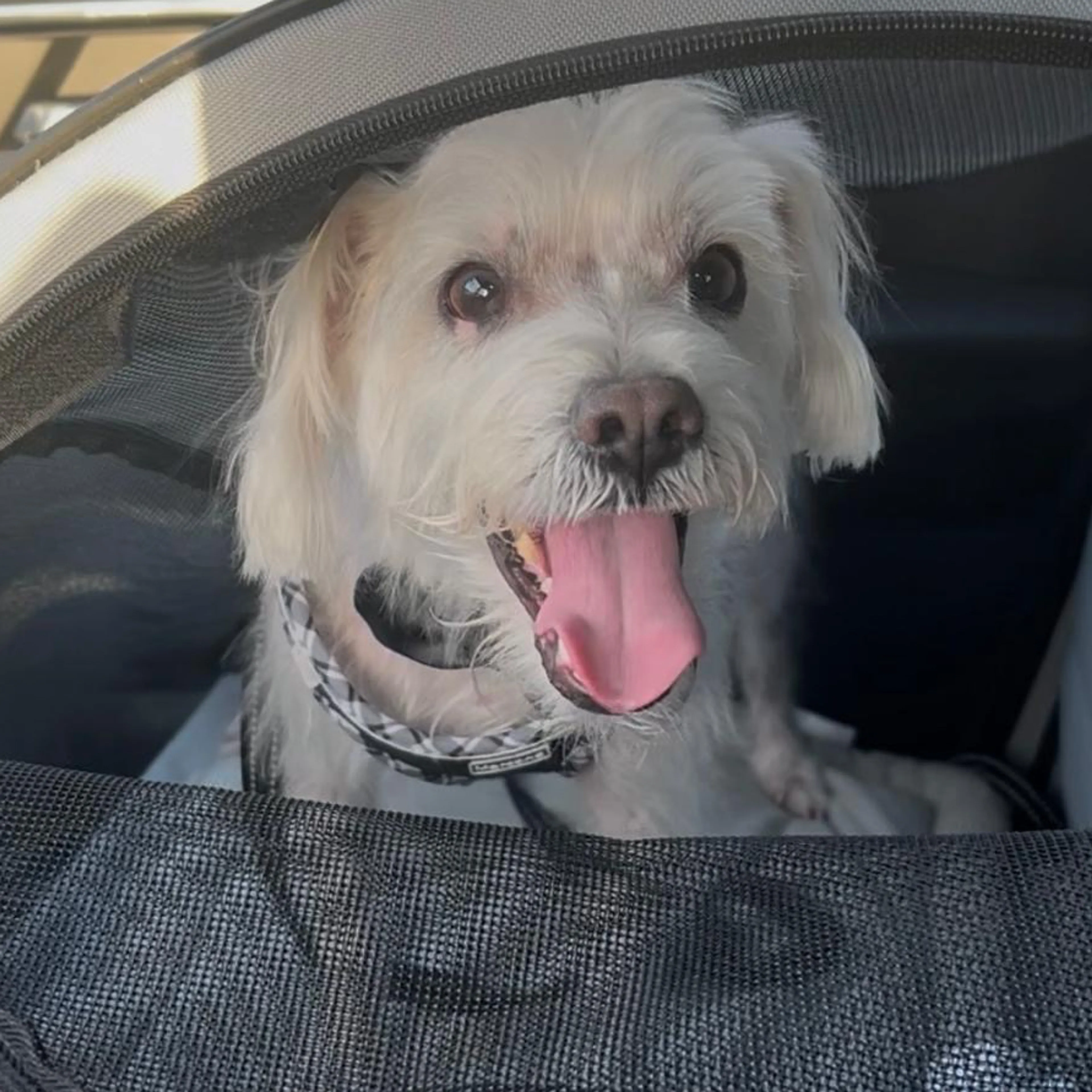 Lost pet-2