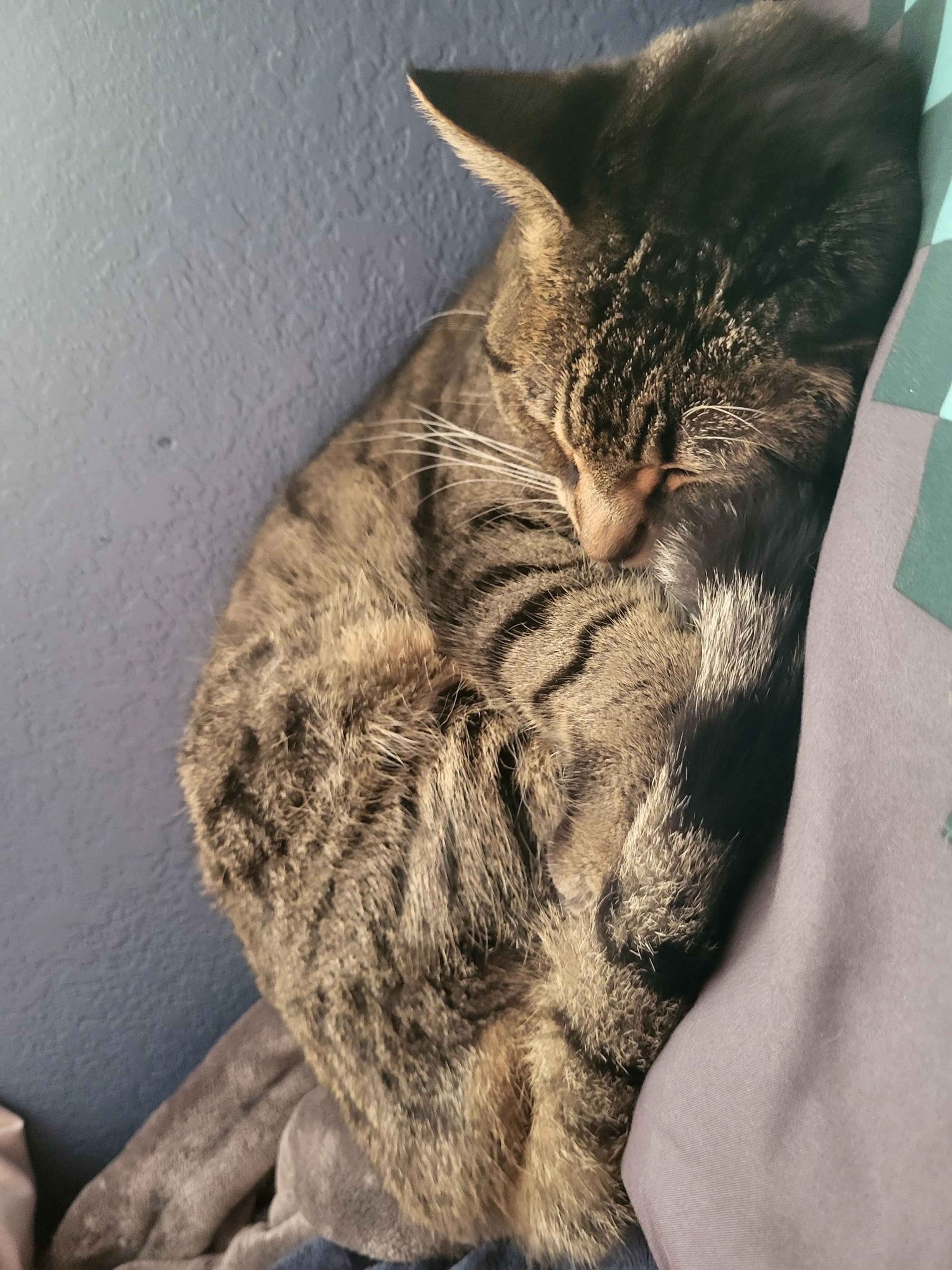 Lost pet