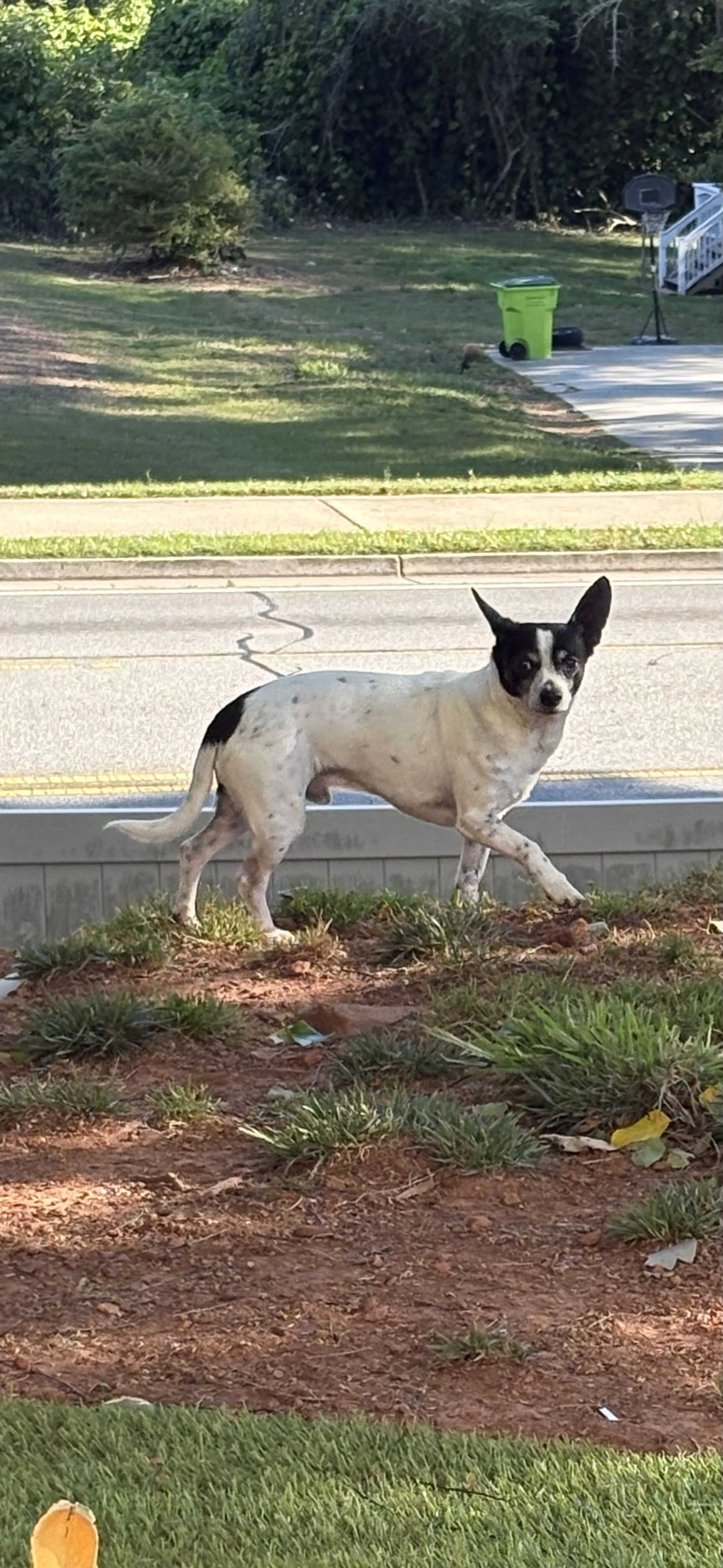 Lost pet-0