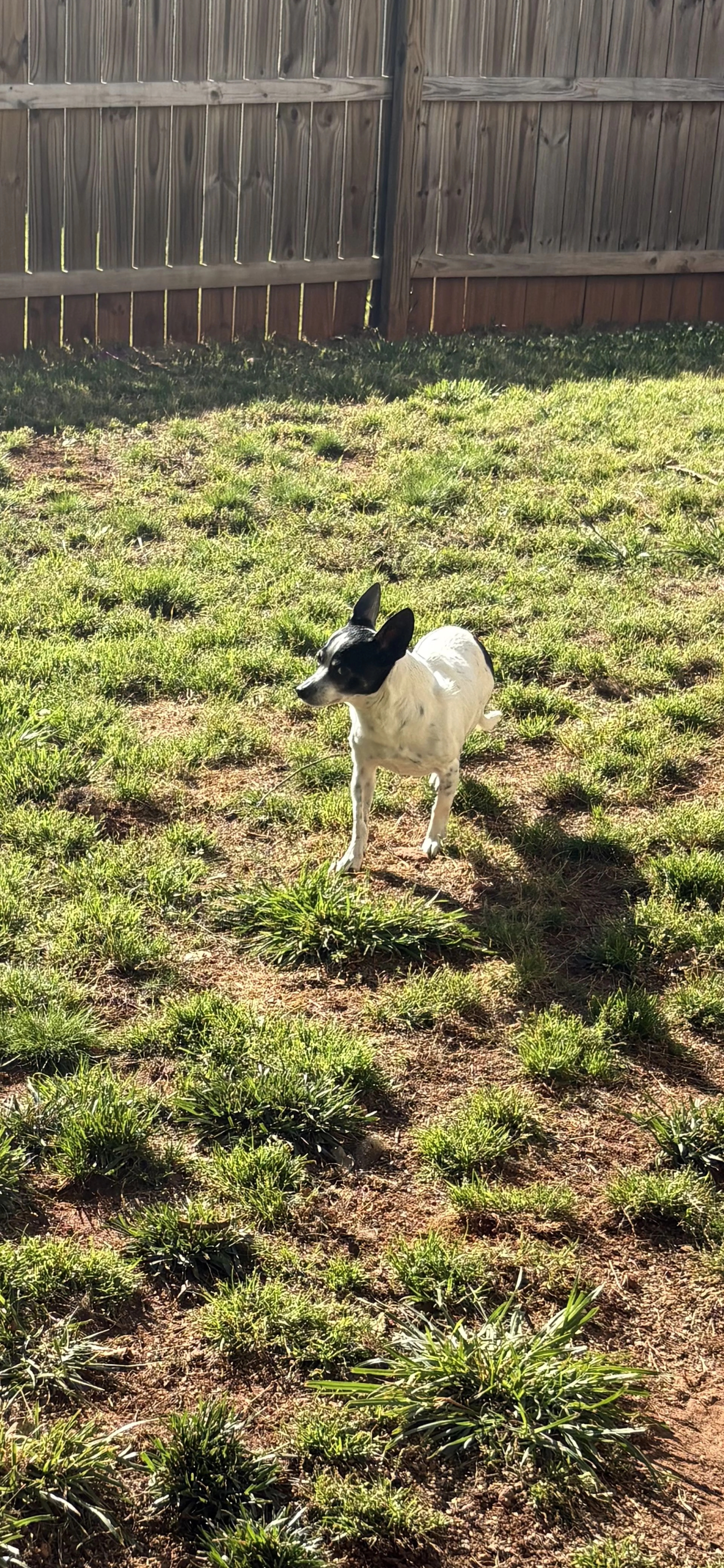 Lost pet-1