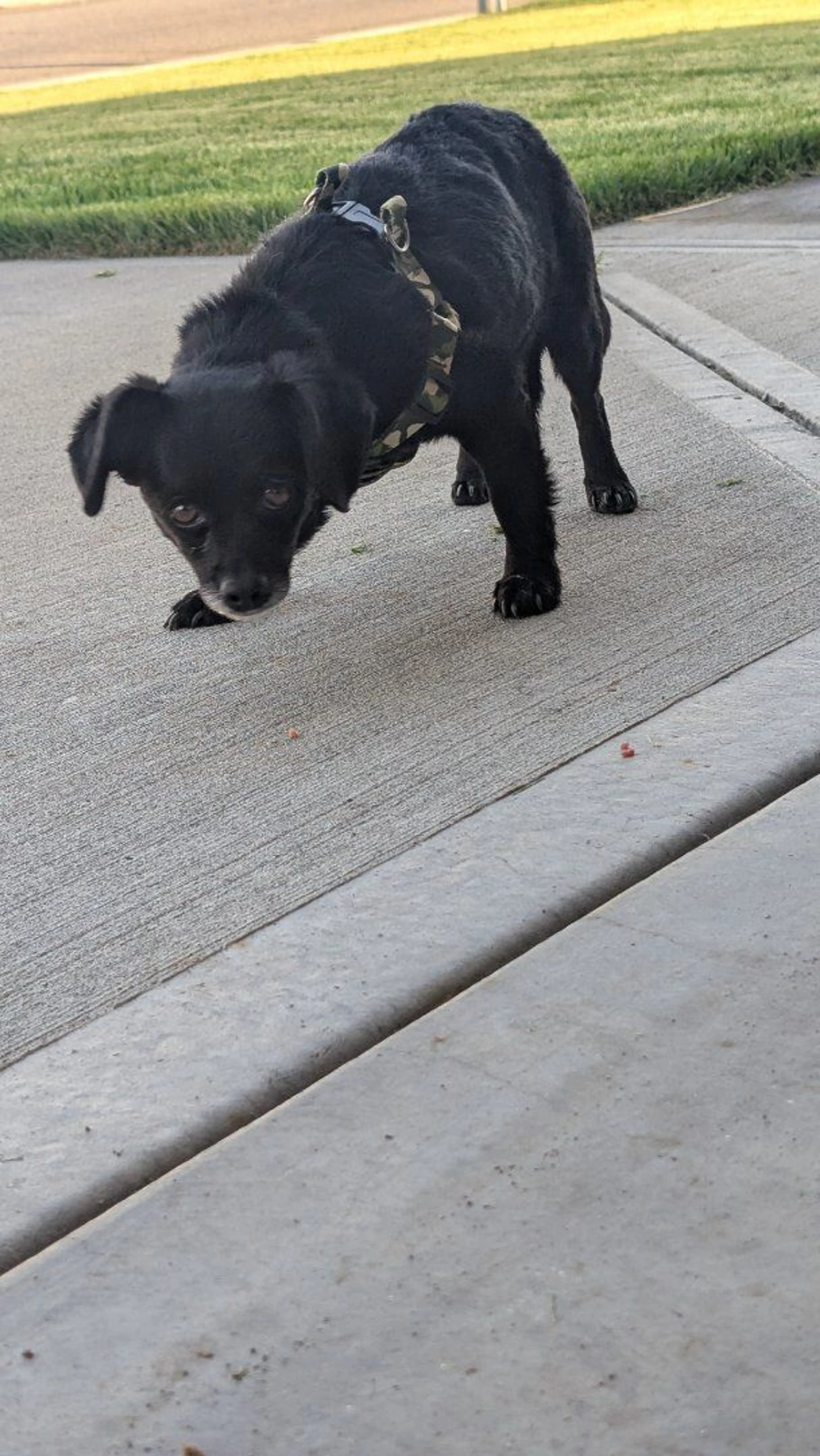 Lost pet-0