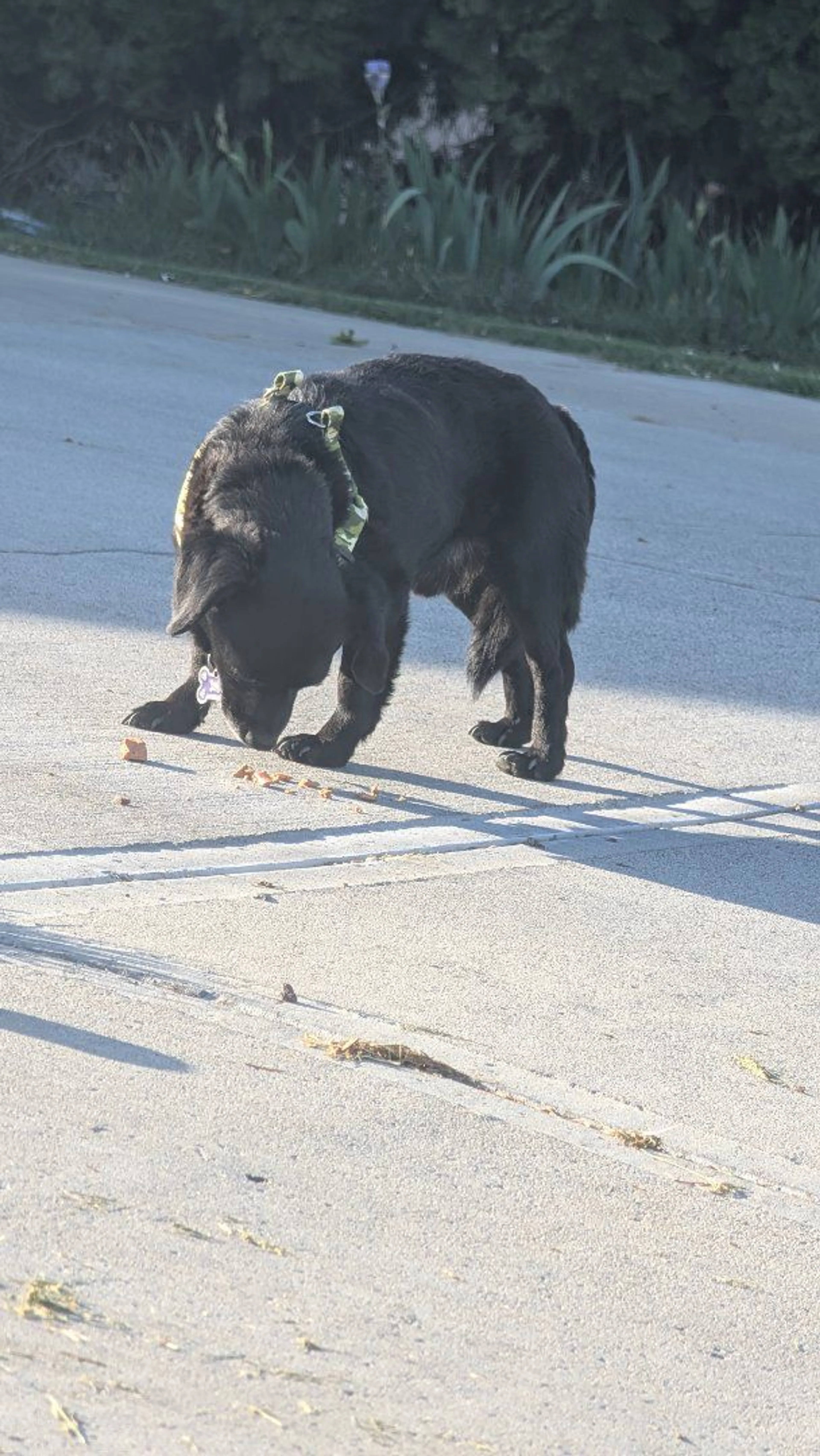 Lost pet-2