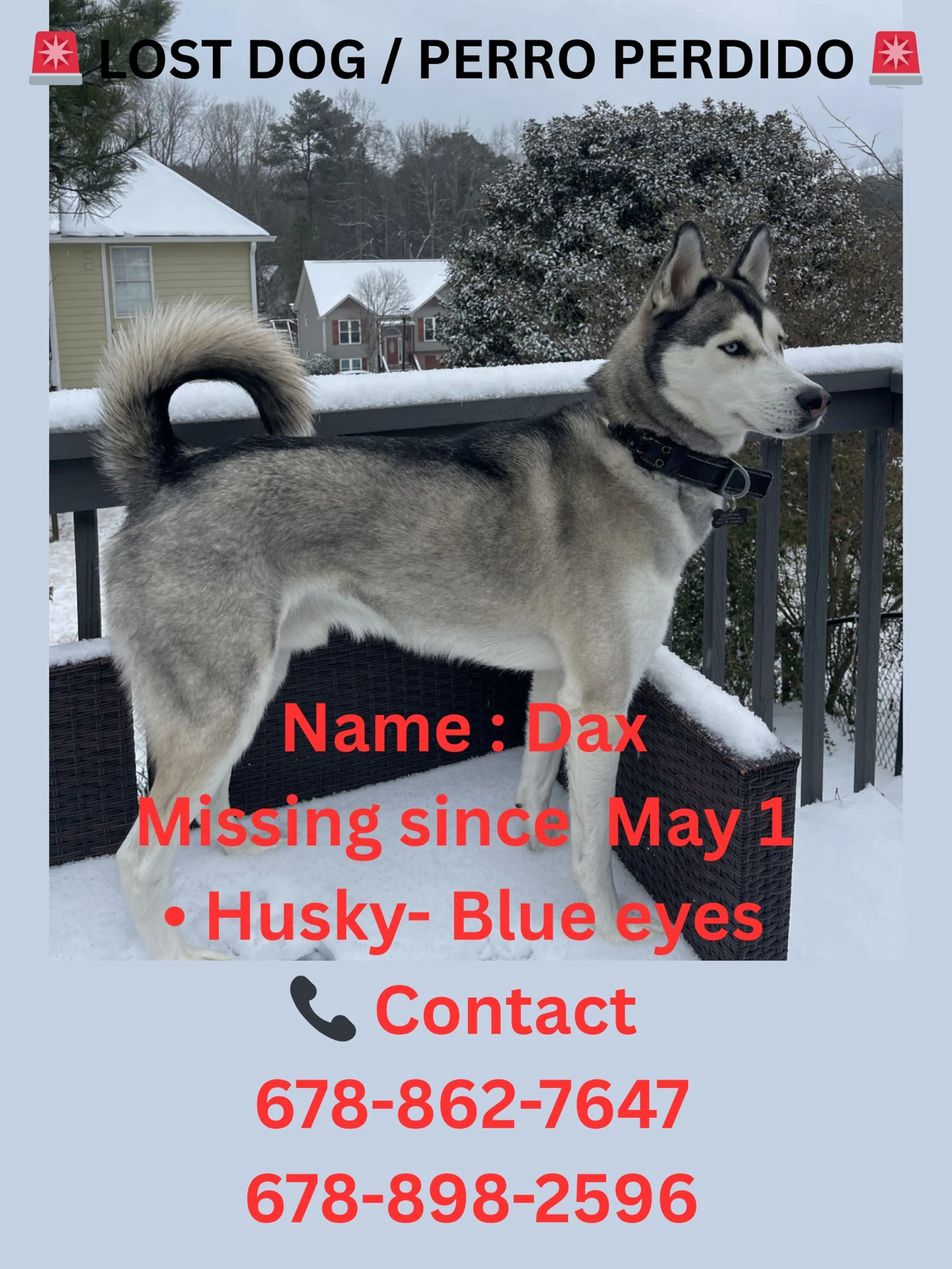 Lost pet