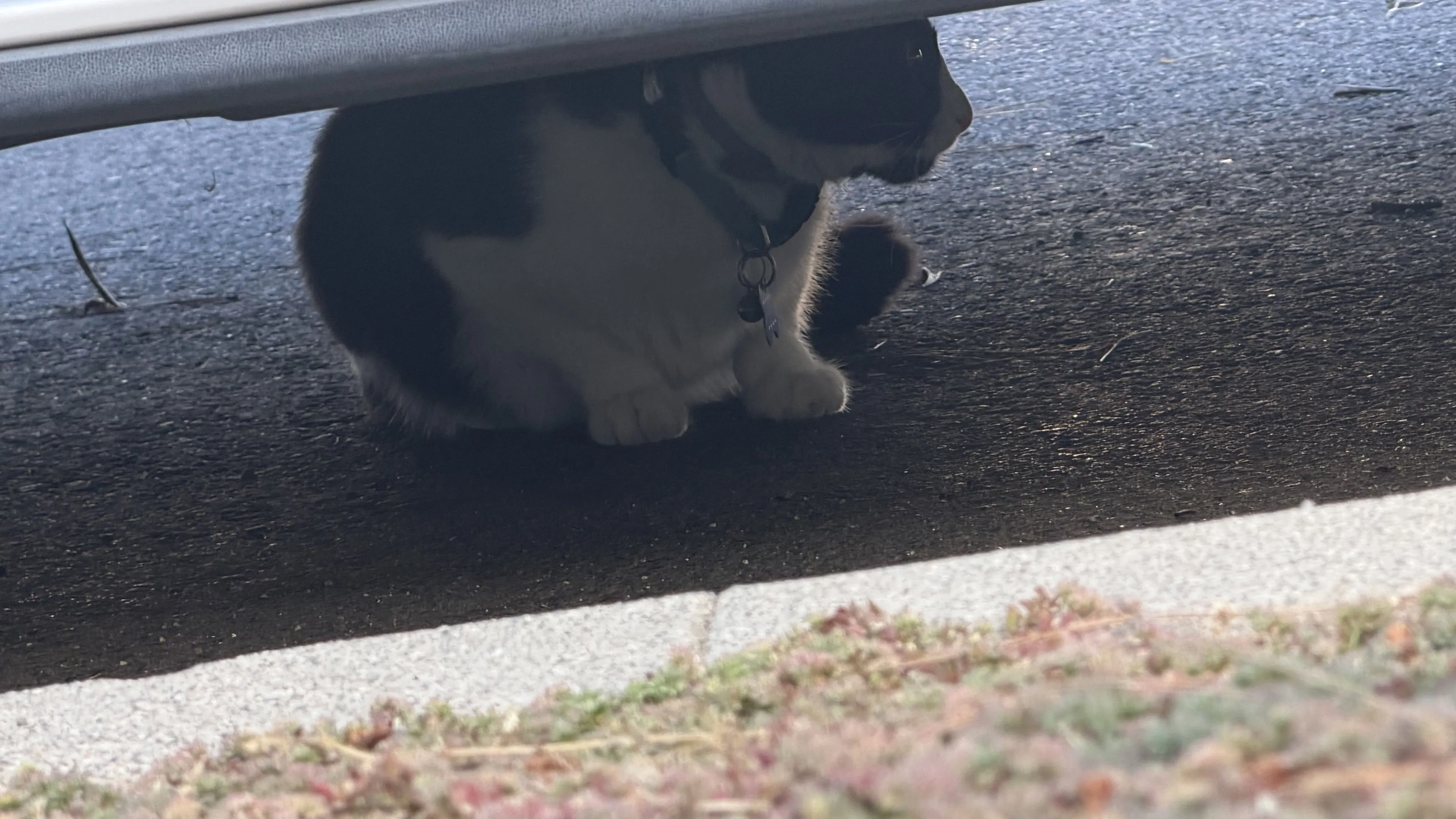 Lost pet-0