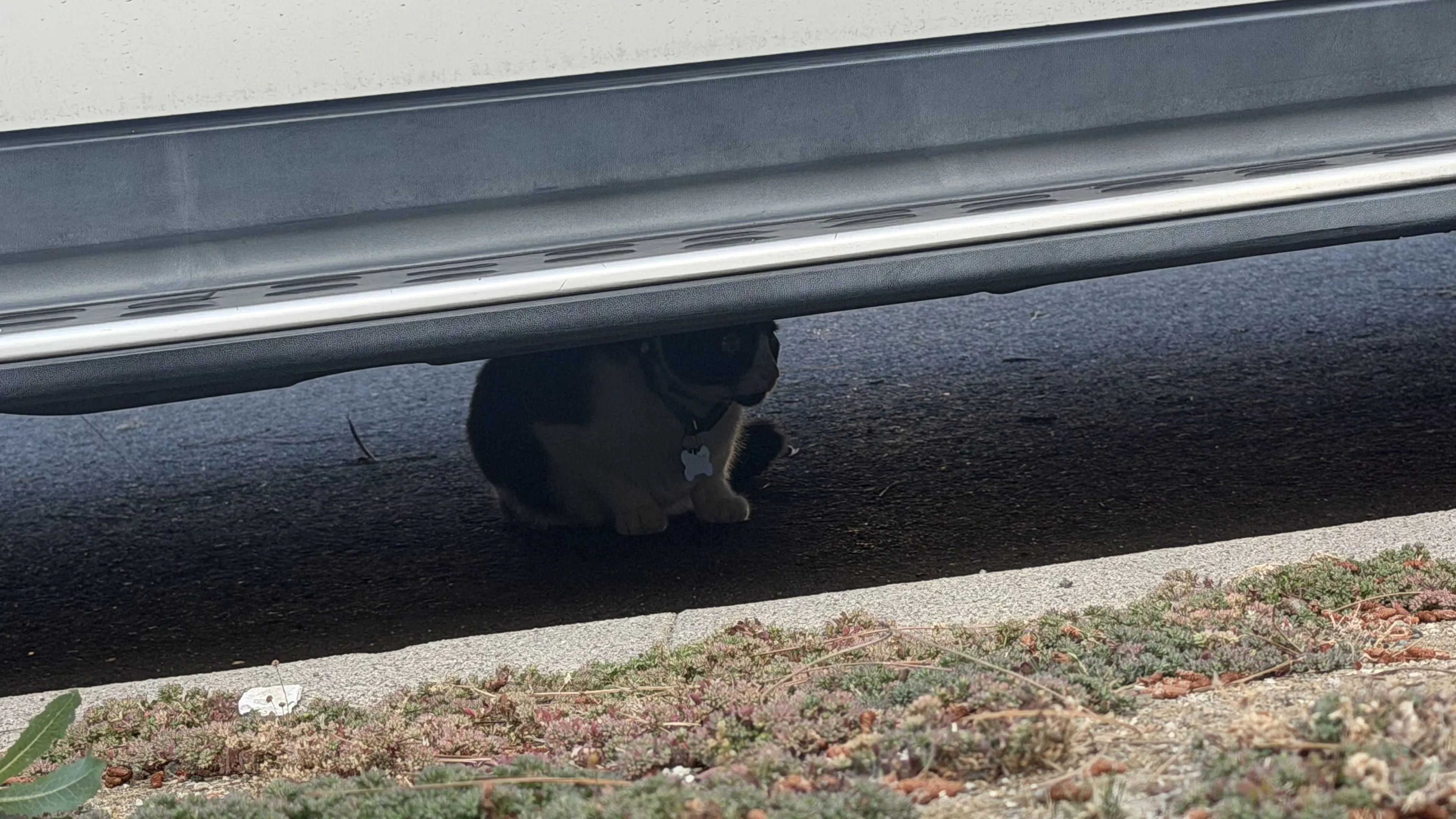 Lost pet-1