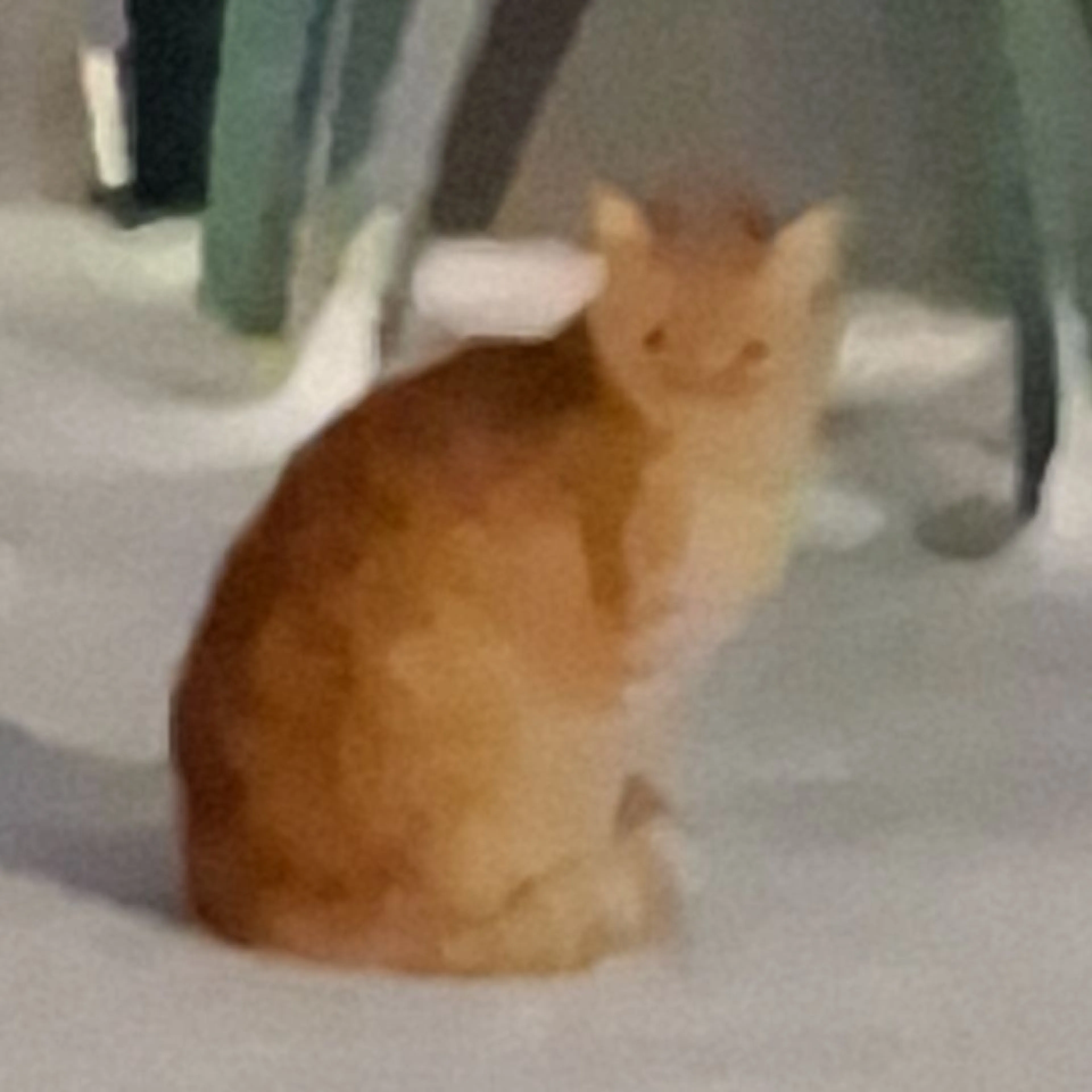Lost pet
