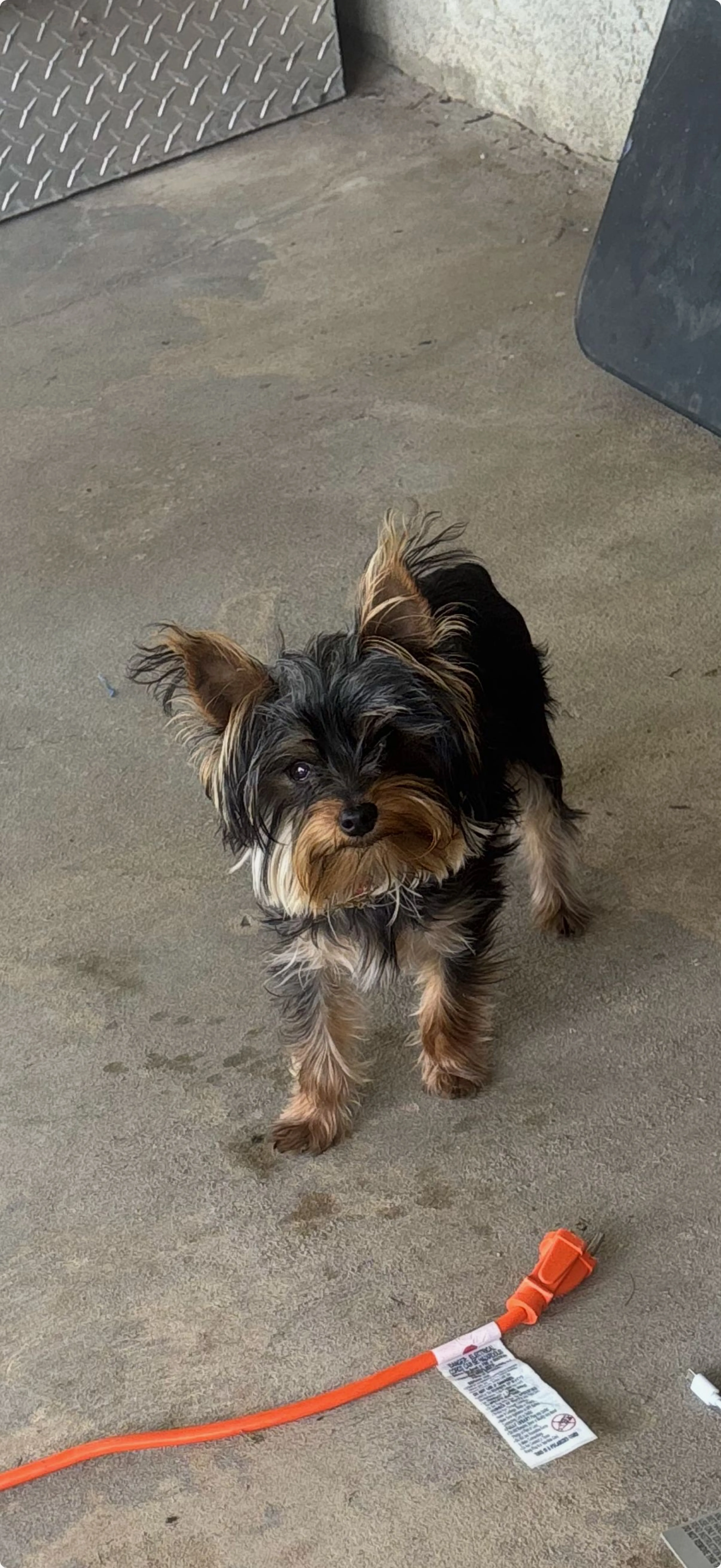 Lost pet