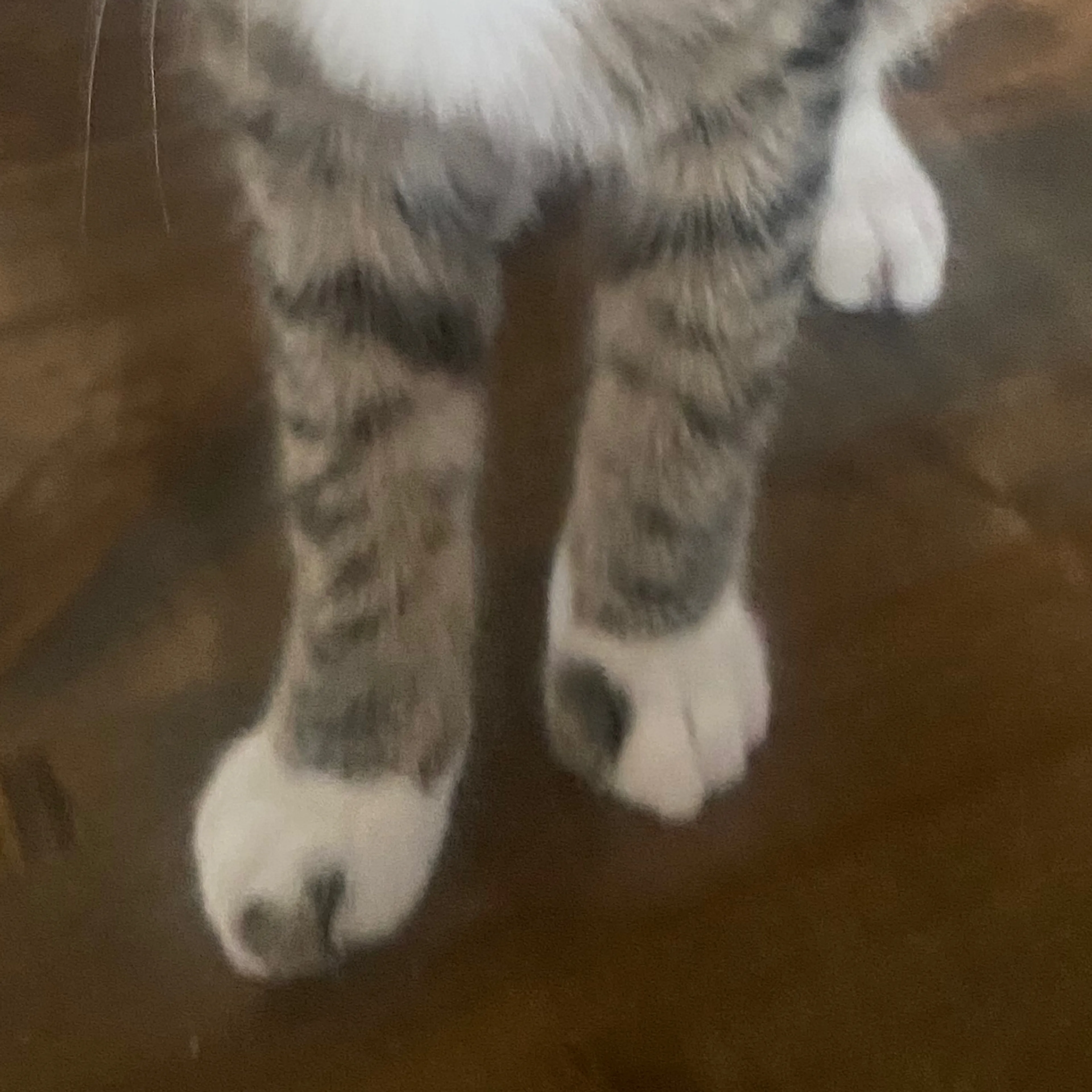 Lost pet-3