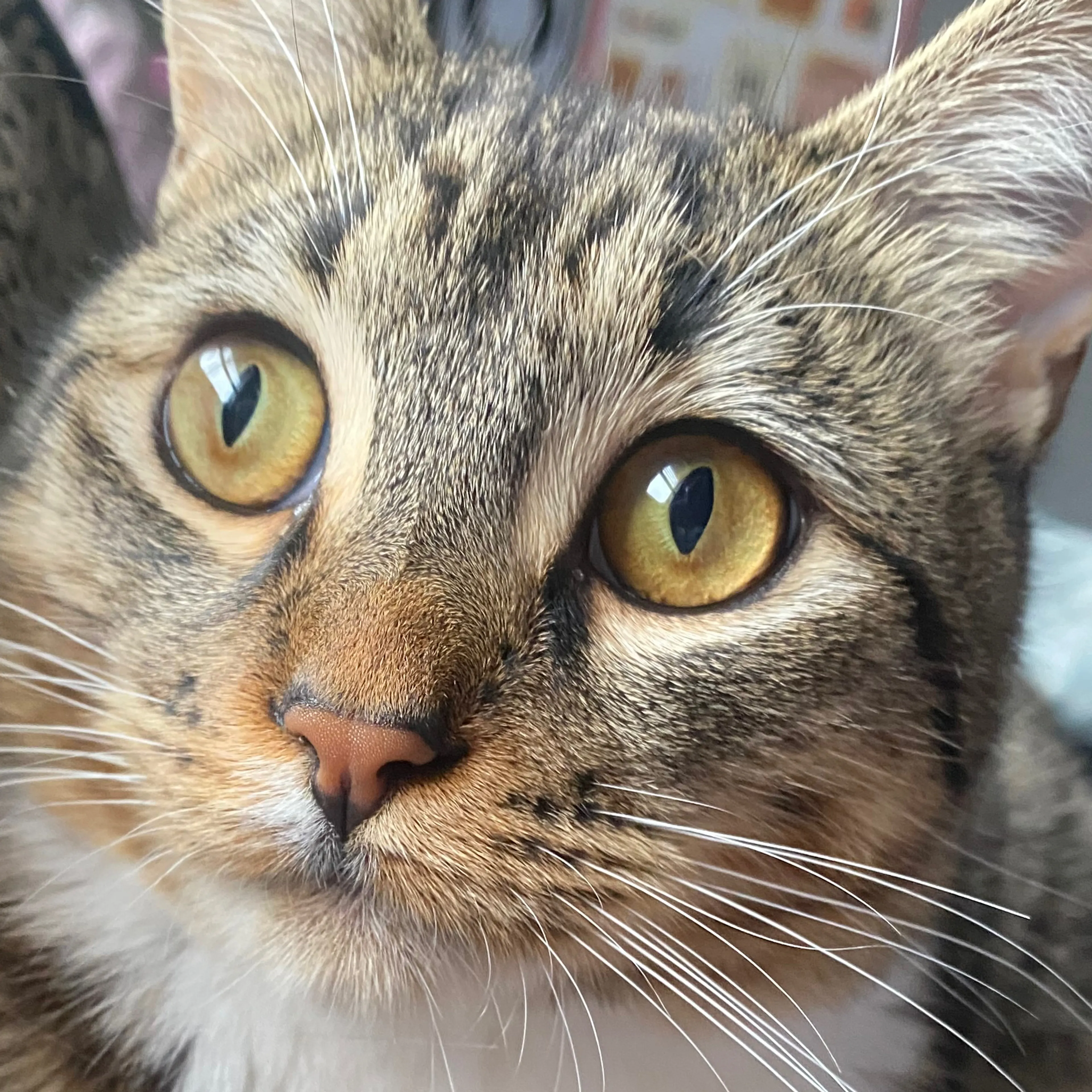 Lost pet-2