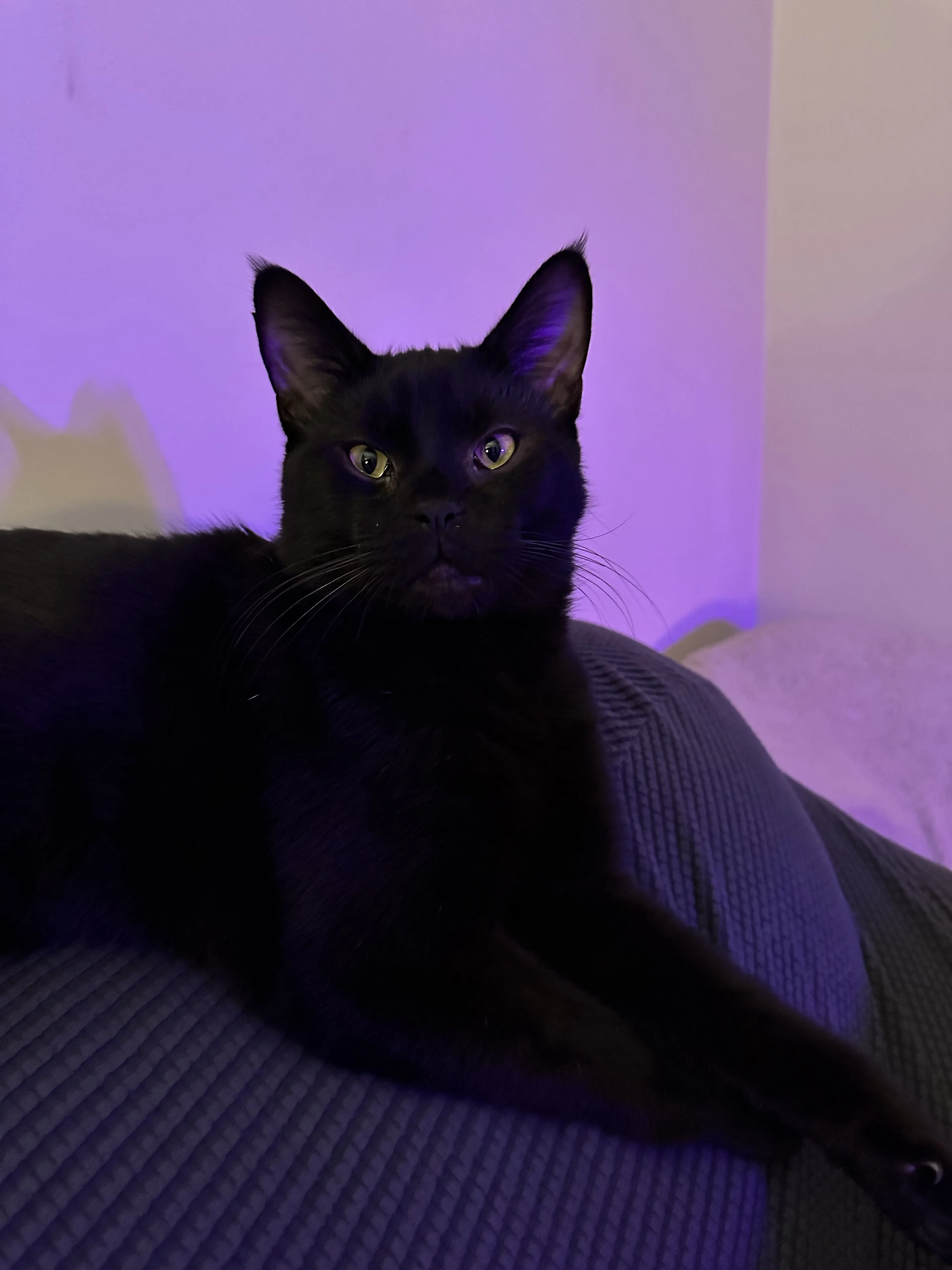 Lost pet-3