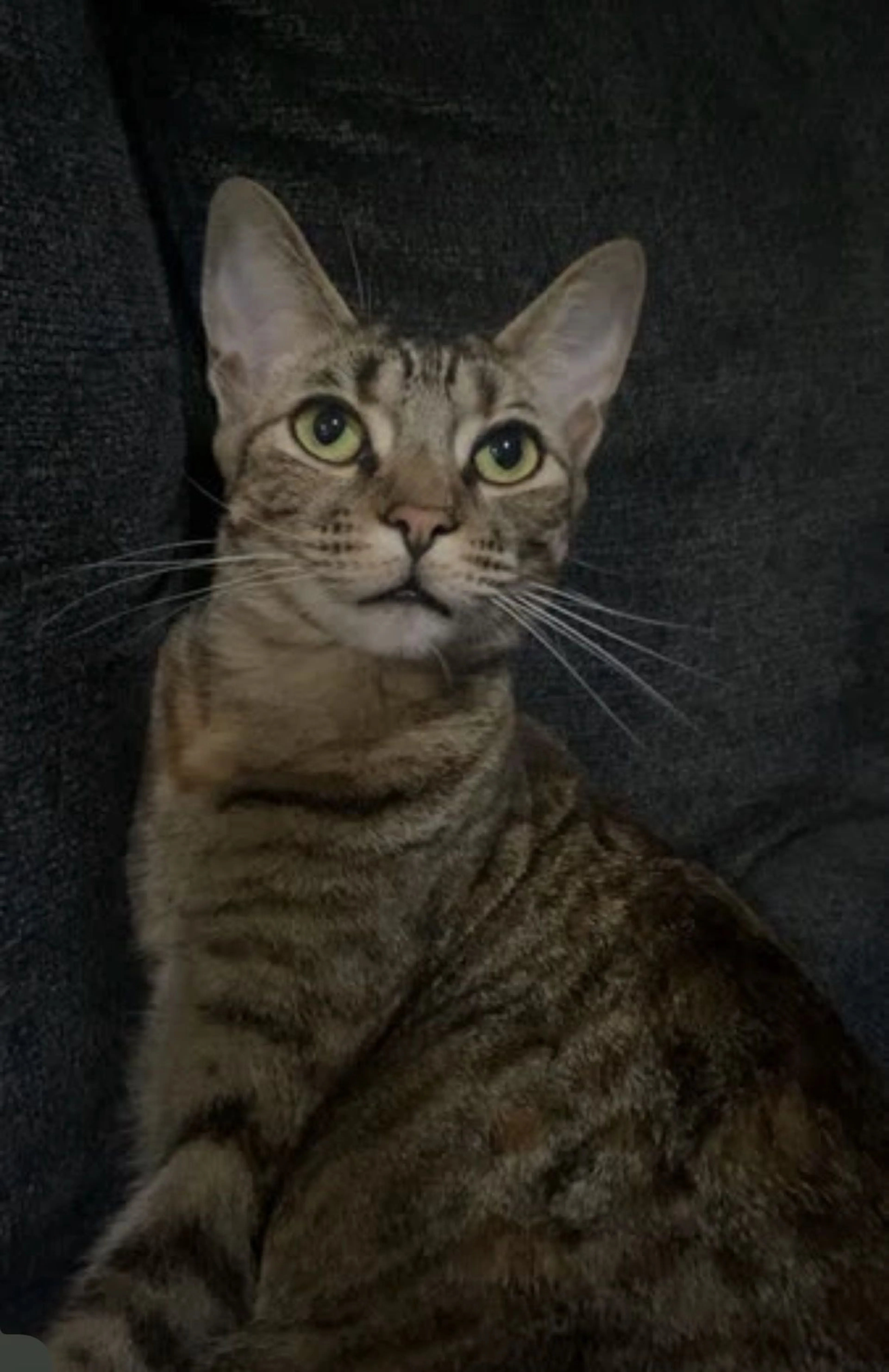Lost pet