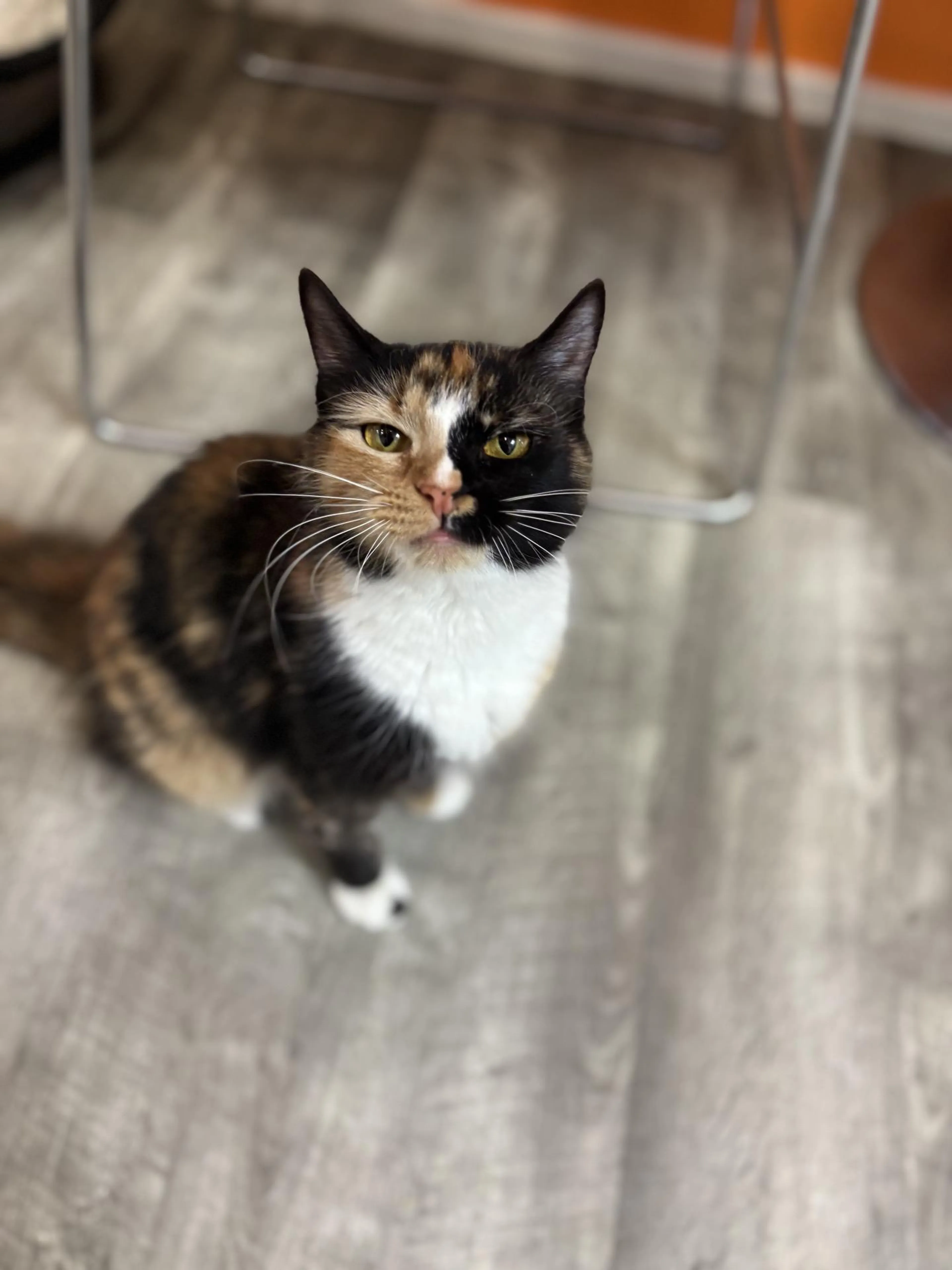 Found pet