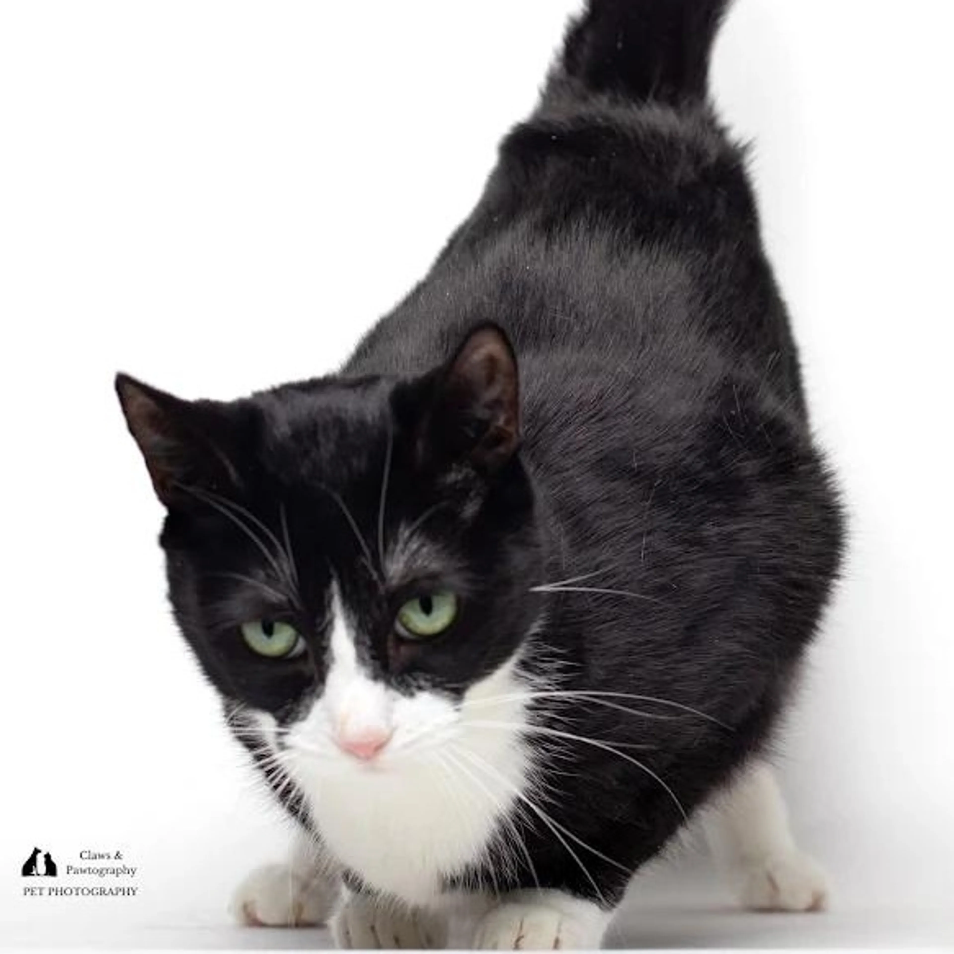 Found pet-0
