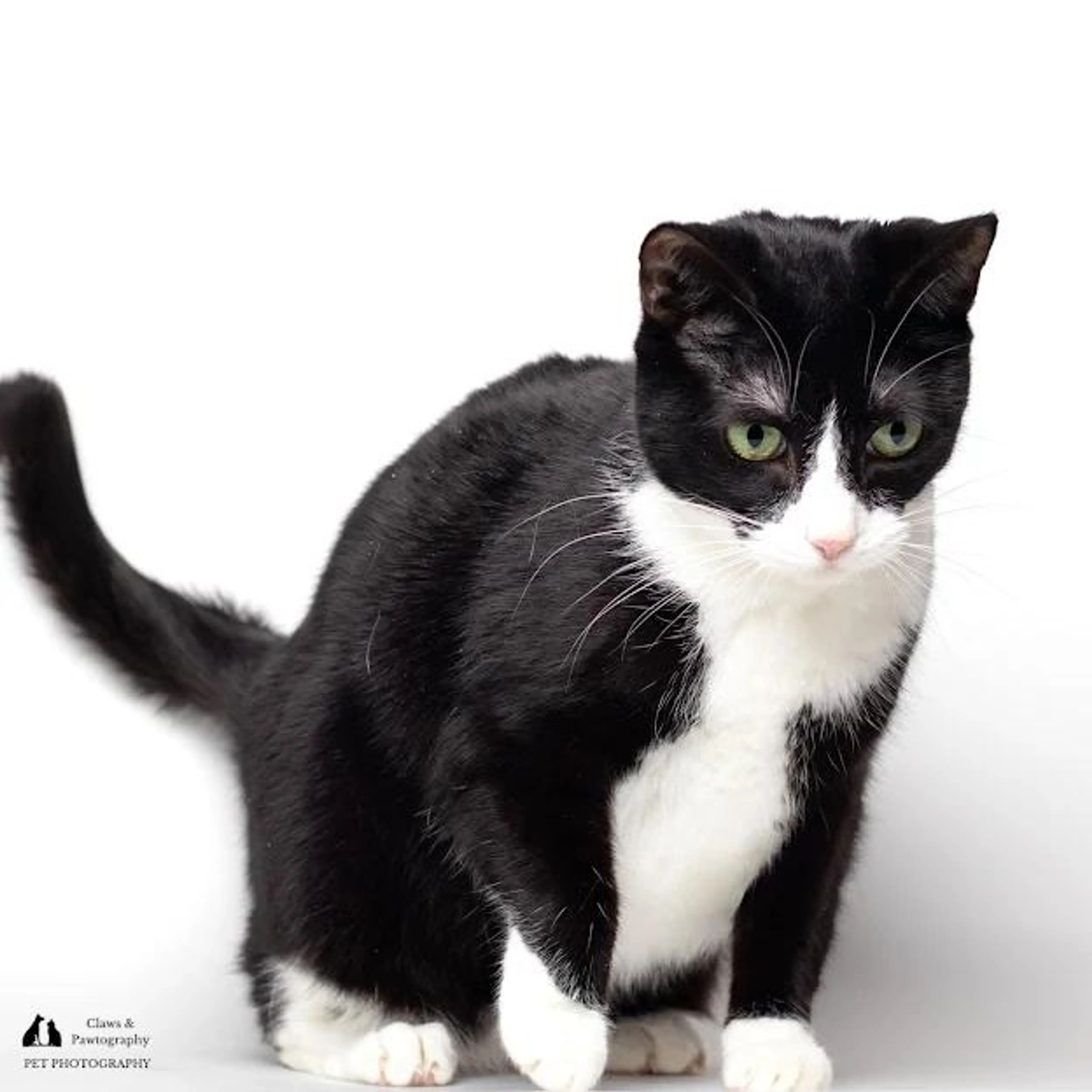 Found pet-2