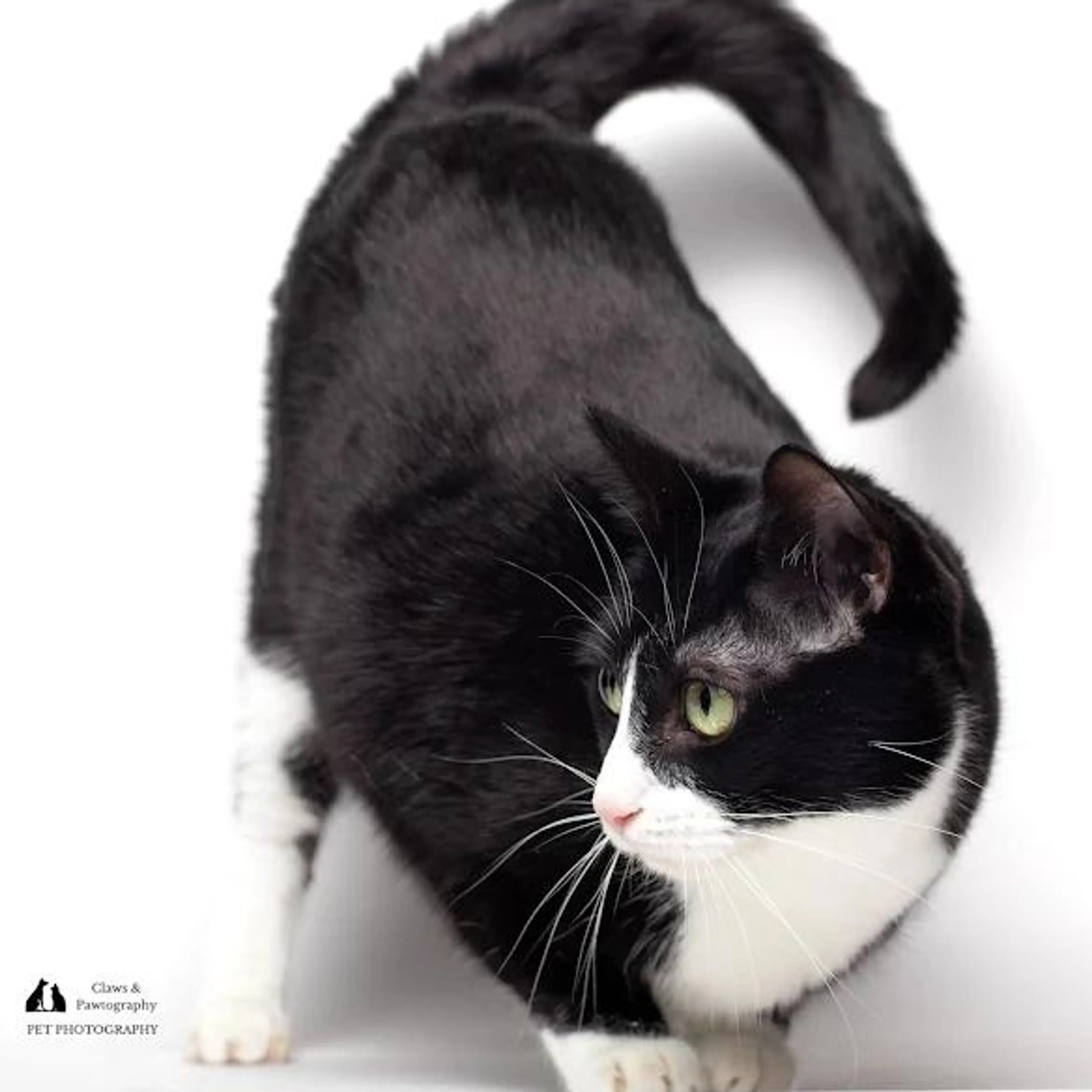 Found pet-1